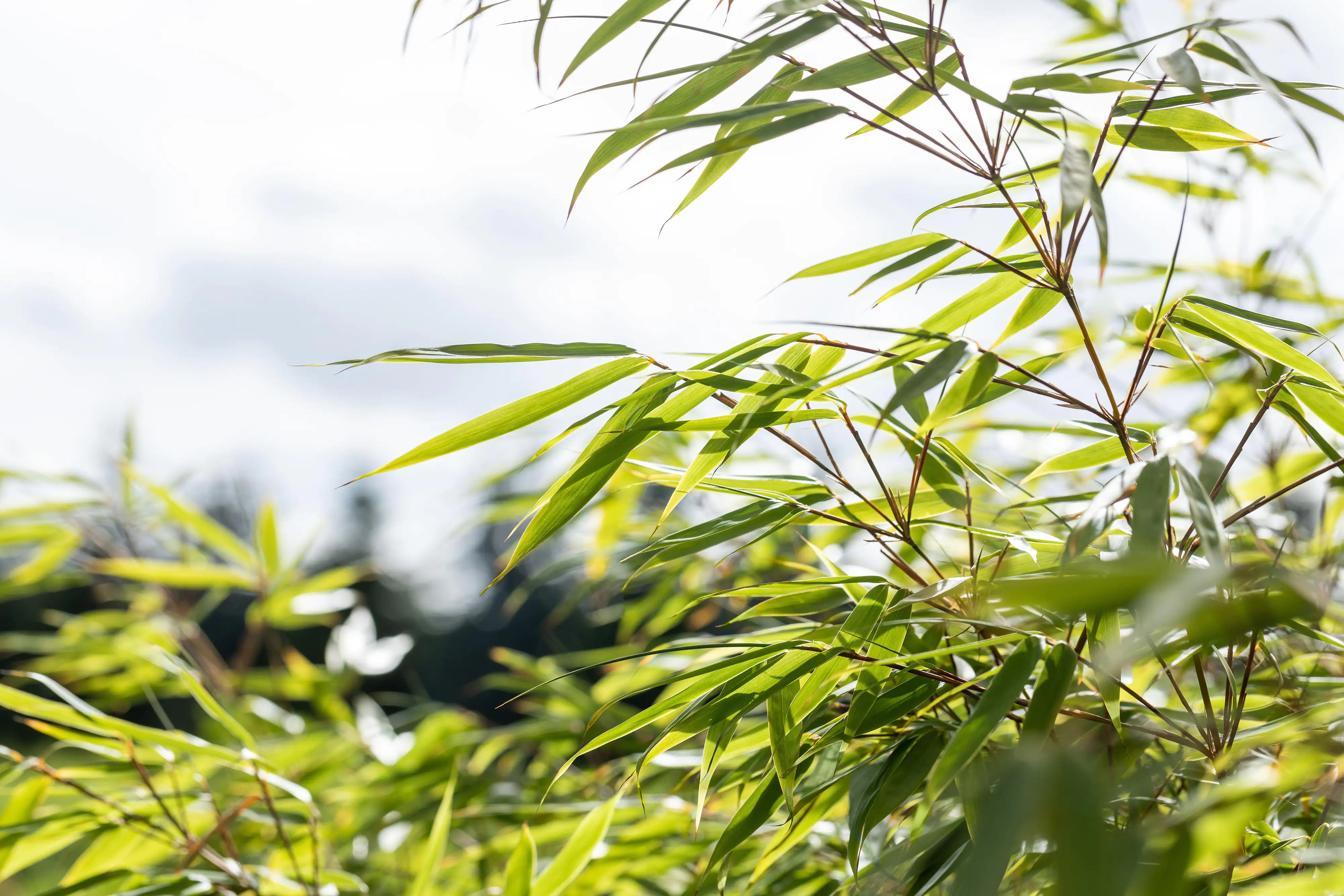 Bambus Fargesia Rufa H 60-80 cm 7,5 Liter Container