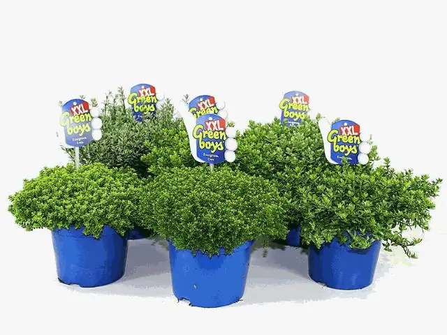 Hebe Green Boys XXL T17 verschiedene Sorten Hebe Green Boys XXL T17 verschiedene Sorten