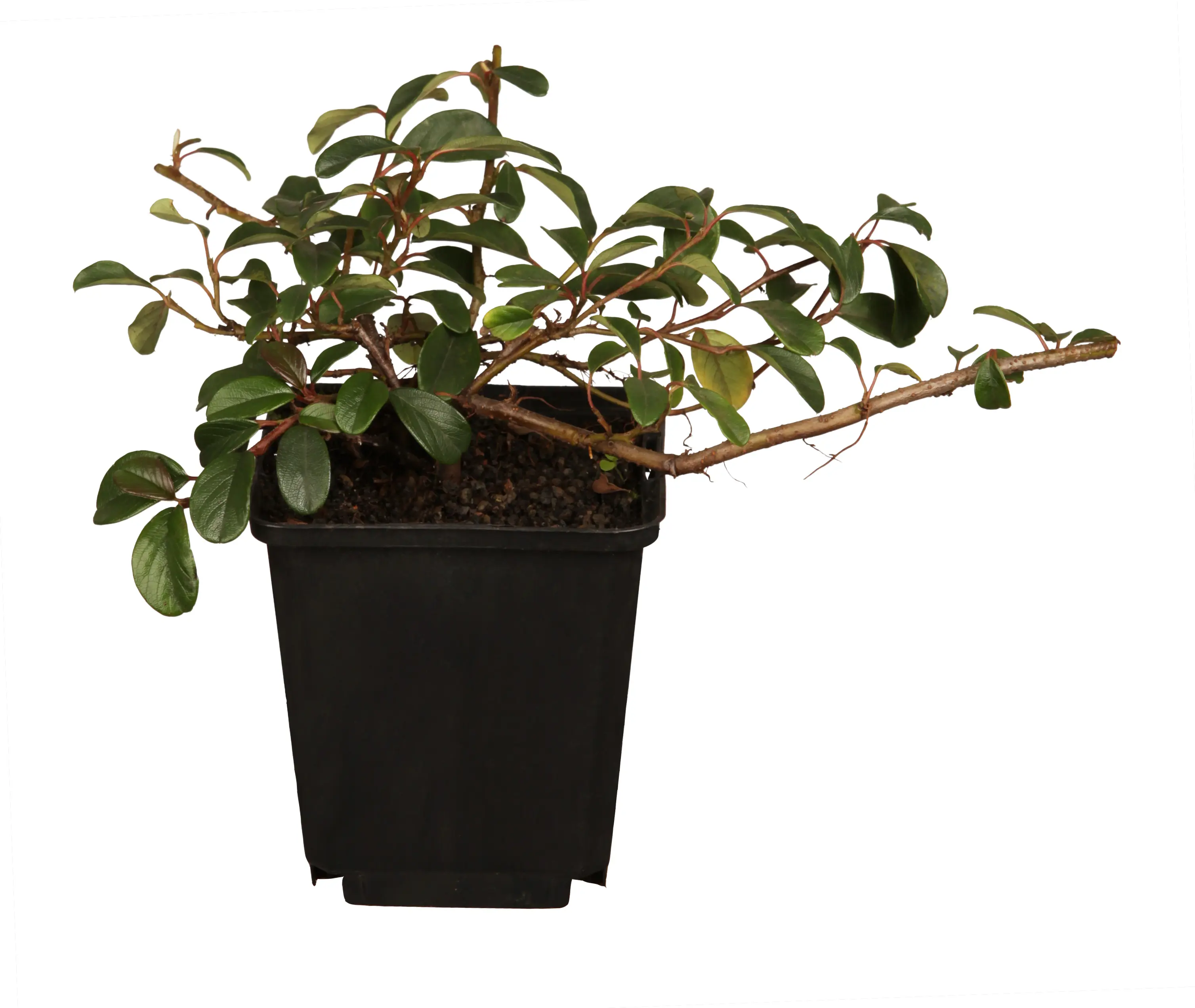 Teppichmispel Cotoneaster dammeri 'Coral Beauty' 0,5 L Container