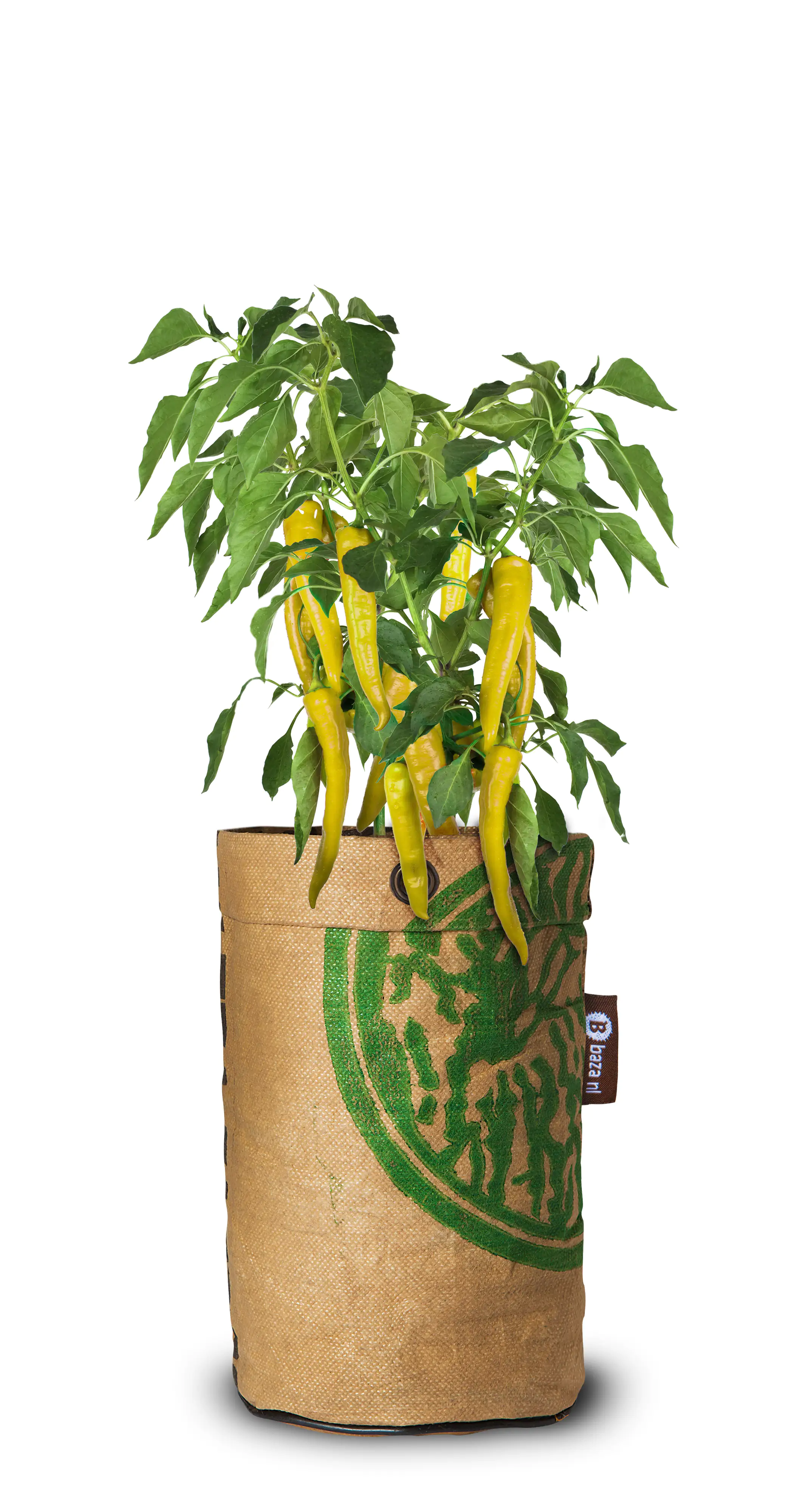 Baza Seeds Pepperclub Pepperoni Yellow Wax Hot