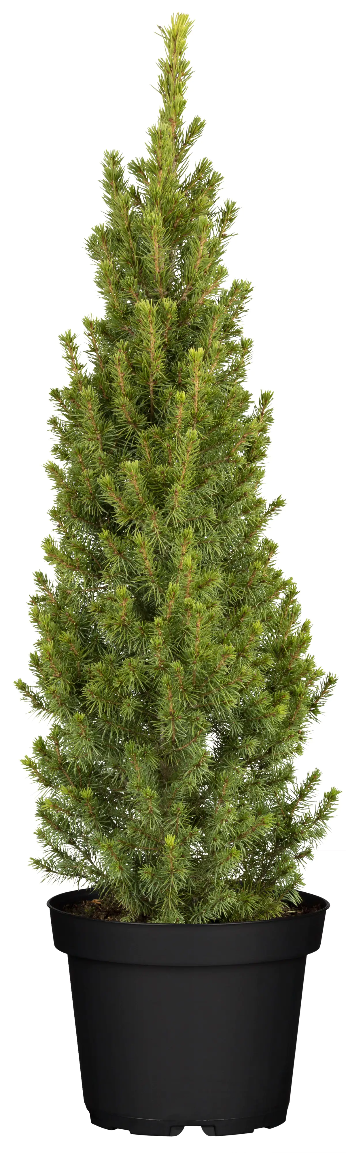 Zuckerhutfichte im Topf gewachsen 26 cm Topf, 70-80 cm hoch Zuckerhutfichte im Topf gewachsen 26 cm Topf, 70-80 cm hoch