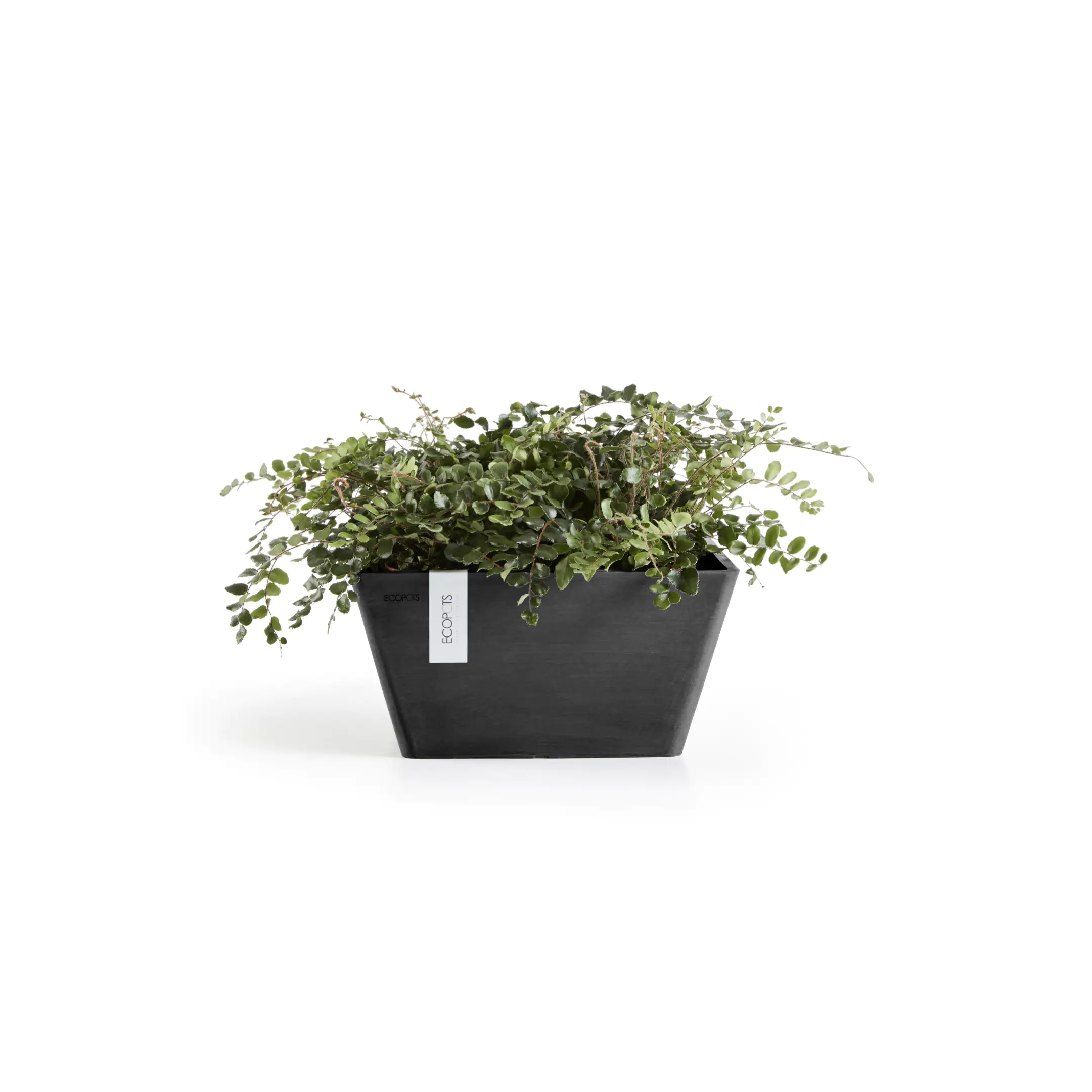 Ecopots Pflanztopf Berlin 31 x 31 x 15,5 cm dunkelgrau Ecopots Pflanztopf Berlin 31 x 31 x 15,5 cm dunkelgrau