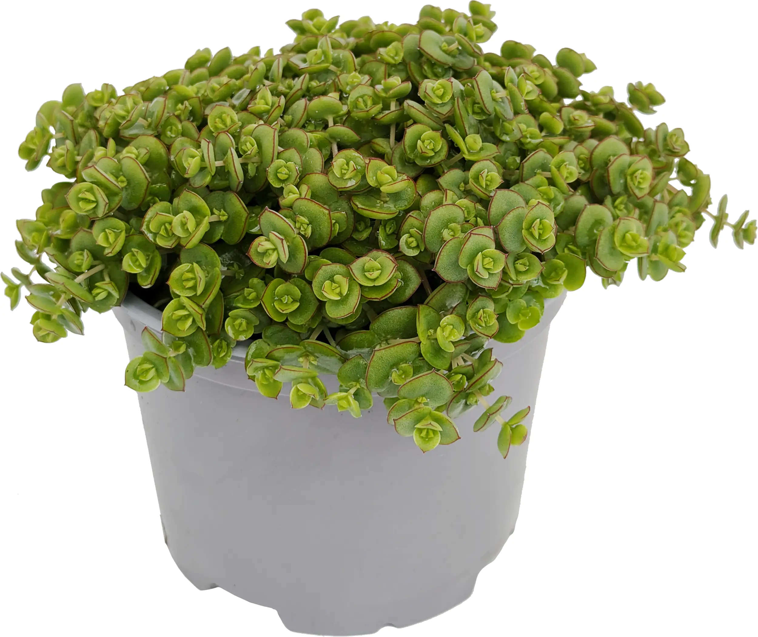 Fetthenne Sedum Save Water Mix 17 cm Topf