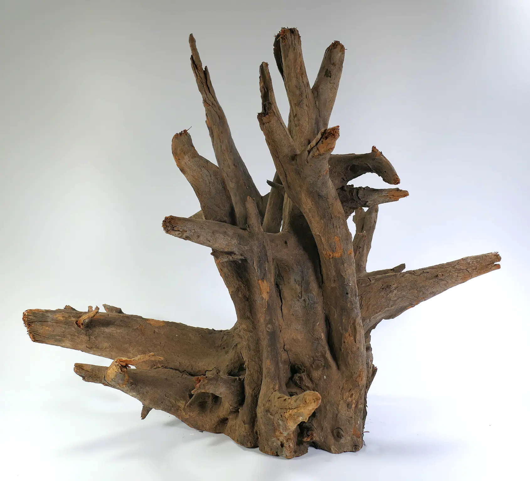 Orbit Caruqa-Wurzel large 