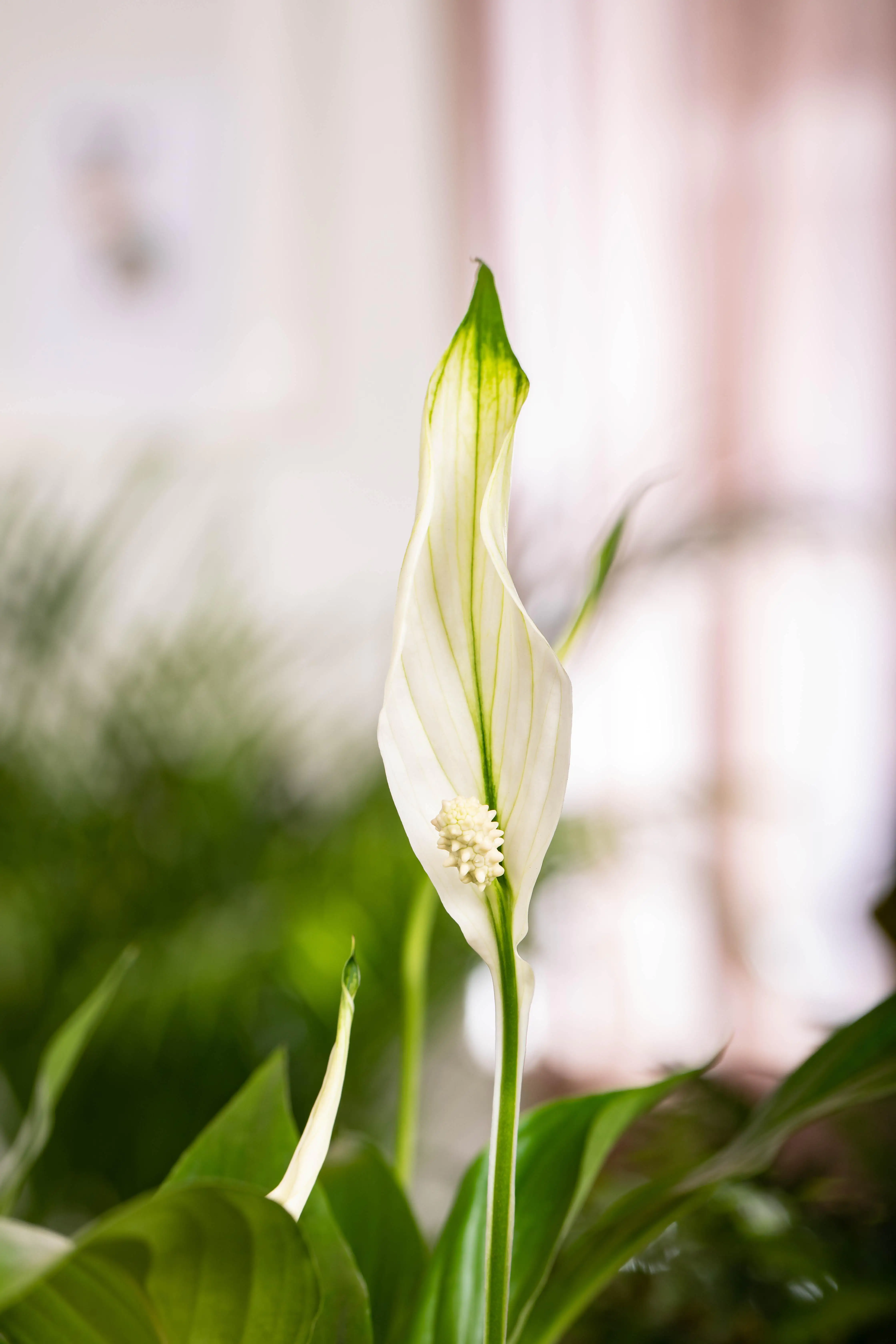 Einblatt Spathiphyllum Sweet Lauretta H ca. 80 cm 24 cm Topf Einblatt Spathiphyllum Sweet Lauretta H ca. 80 cm 24 cm Topf
