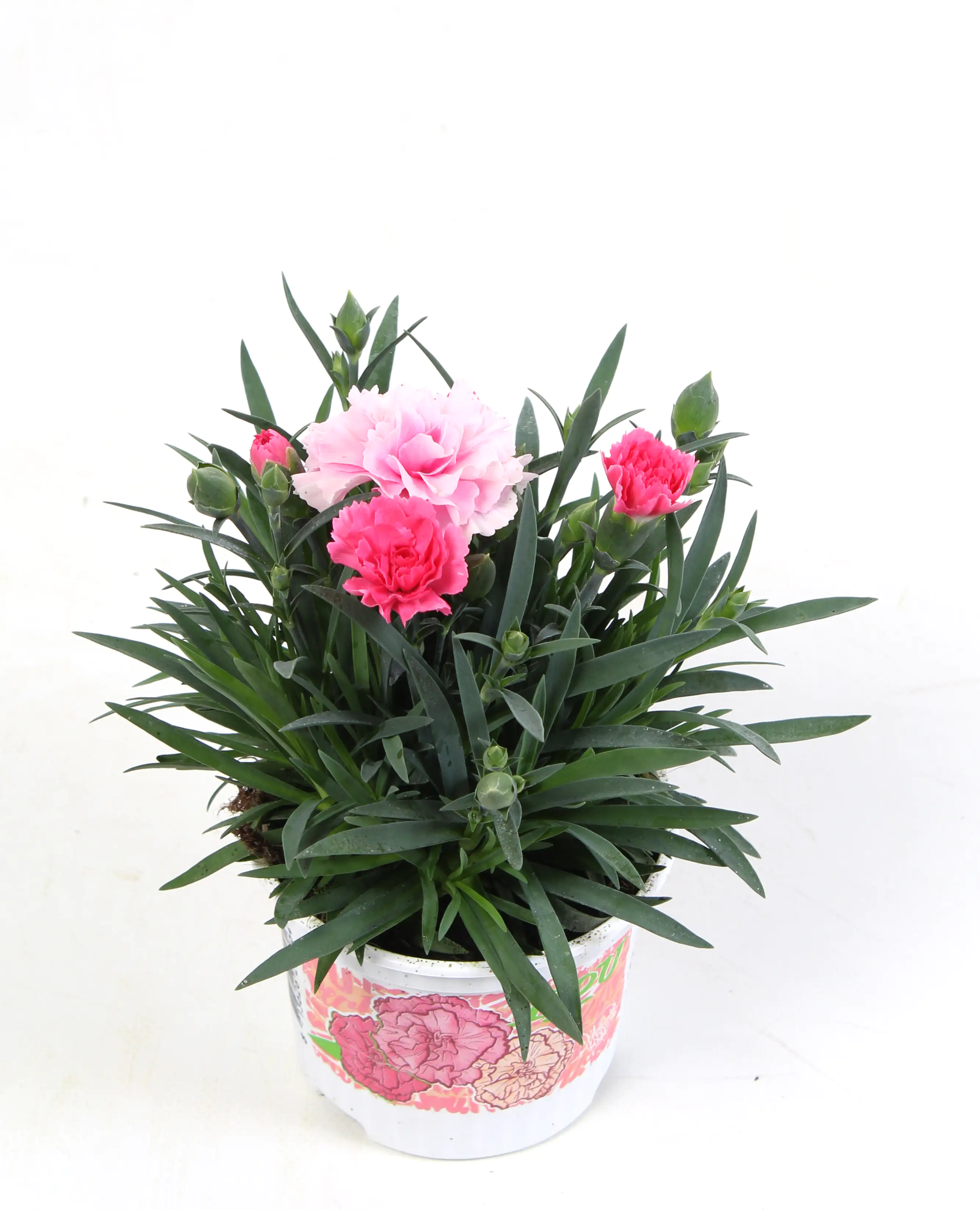 Nelke Dianthus 9 cm Topf