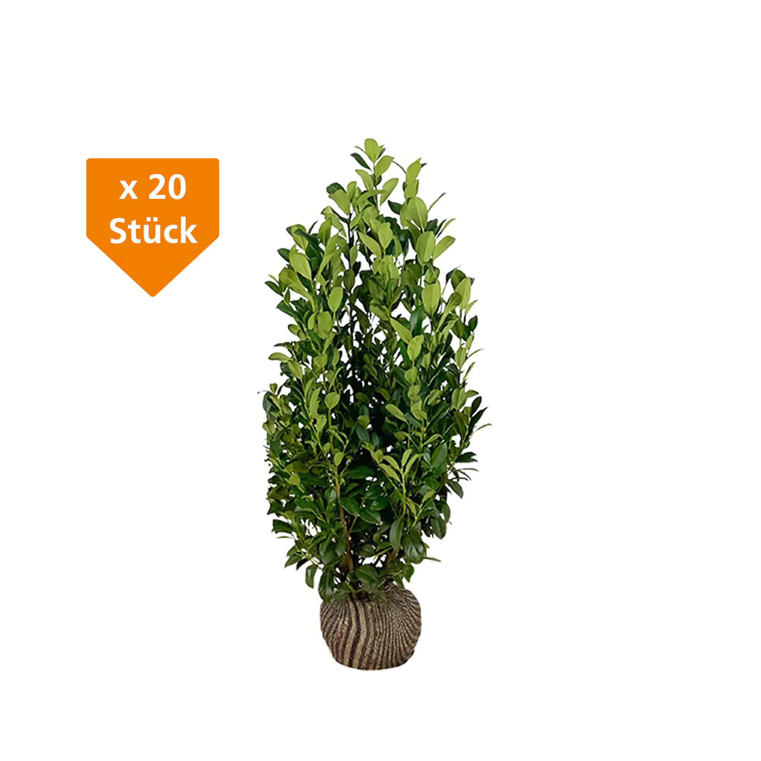 Kirschlorbeer Obelisk Prunus laur. Obelisk H 125 - 150 cm, 20 Stück Kirschlorbeer Obelisk Prunus laur. Obelisk H 125 - 150 cm, 20 Stück