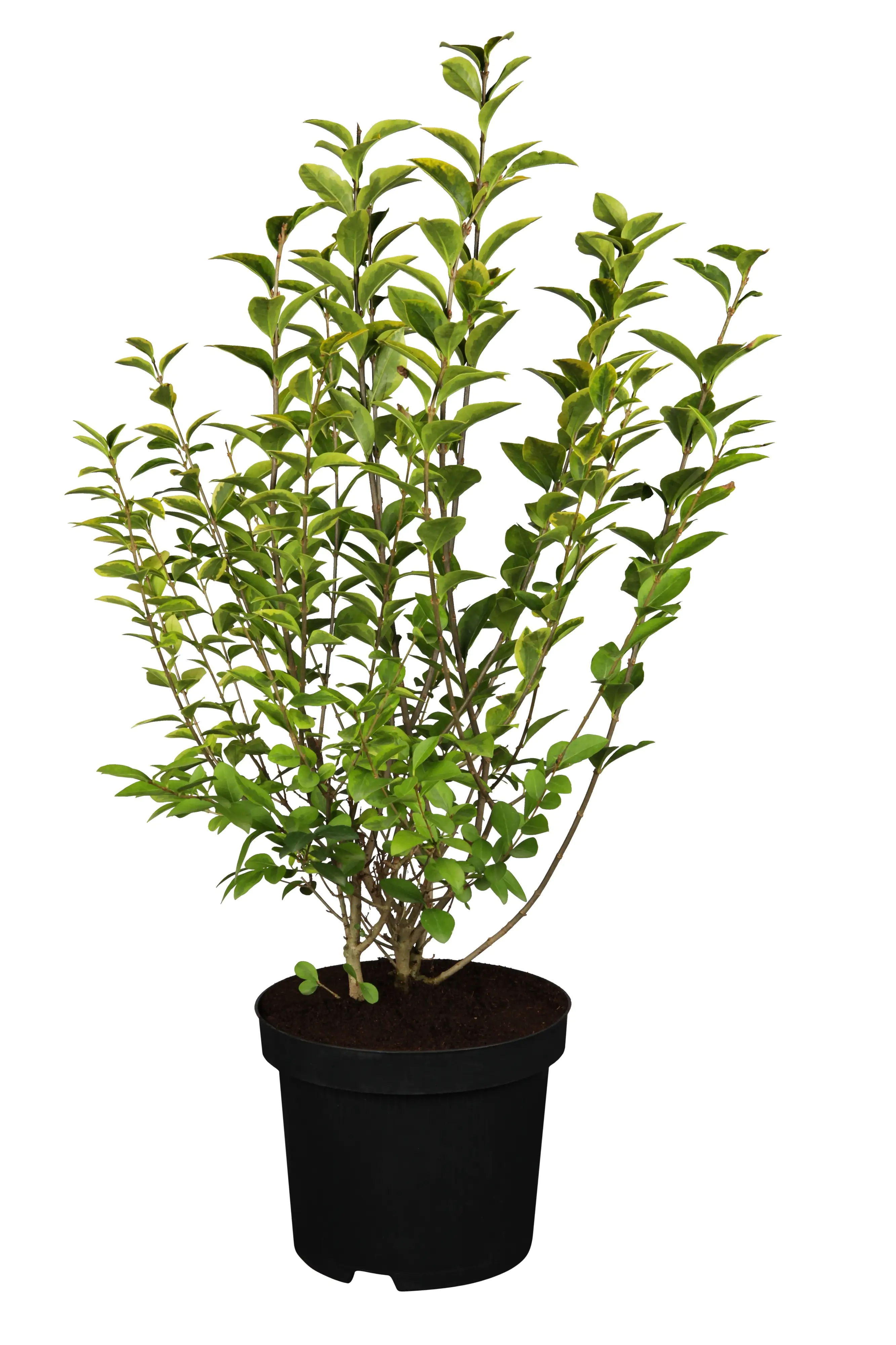 Ovalblättriger Liguster Ligustrum ovalivolium H 150 - 175 cm, 25 Stück