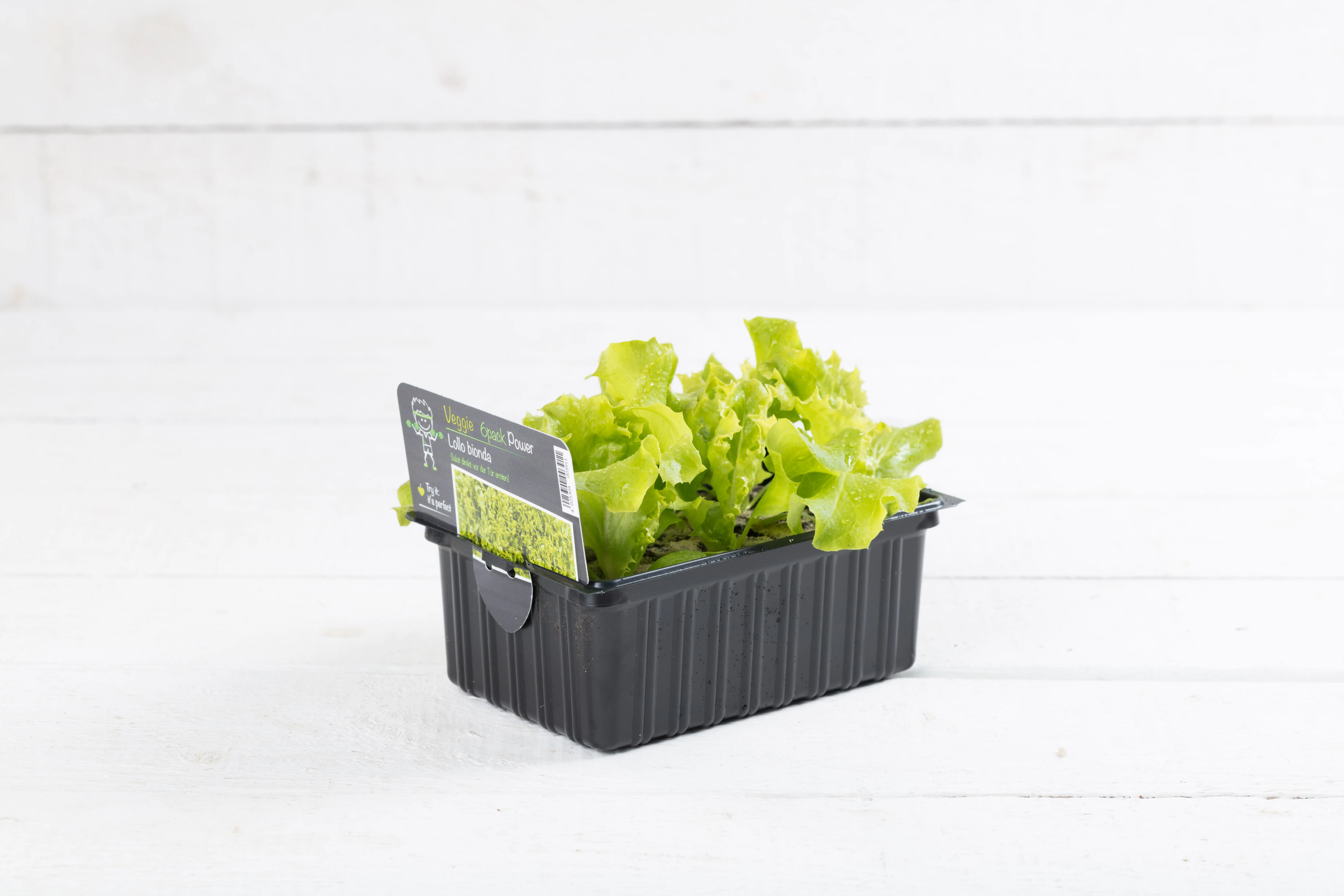 Salat- und Gemüsesetzlinge "Le Jardin Gourman" Lollo Bionda 6er Schale