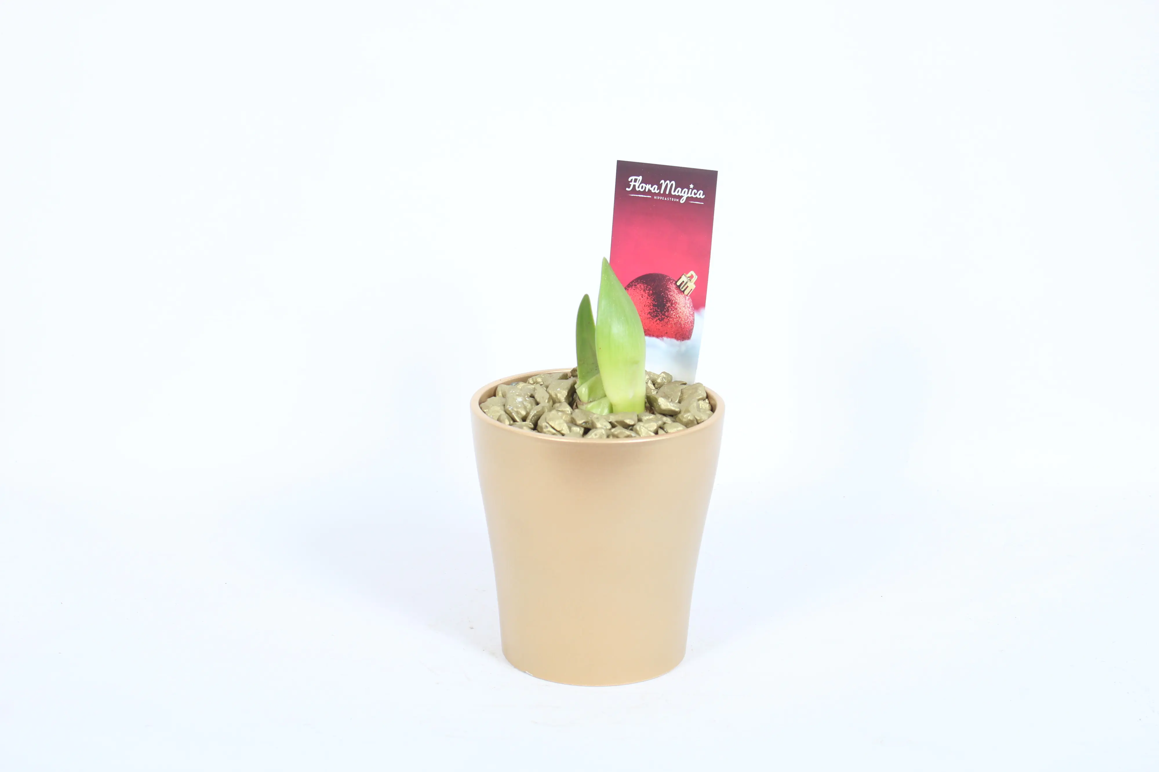 Amaryllis Hippeastrum rot 2 Knospen Topf Amy Weihnachten 12 cm