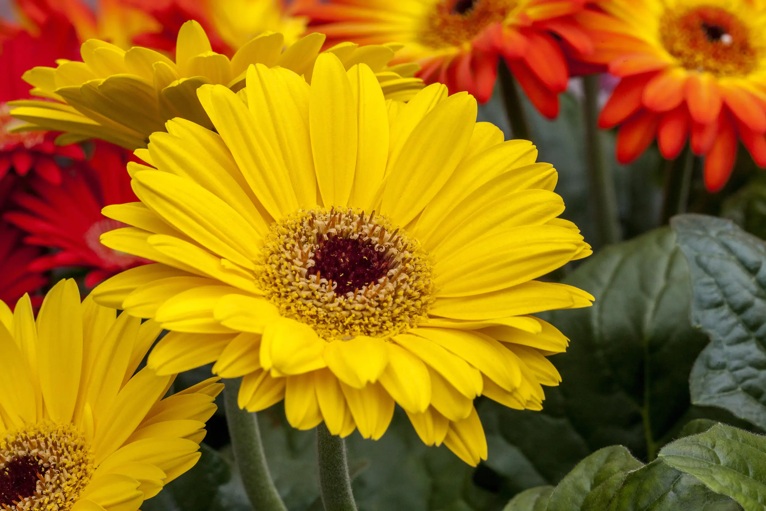Gerbera in Sorten H 20 cm + 5 L Container Gerbera in Sorten H 20 cm + 5 L Container