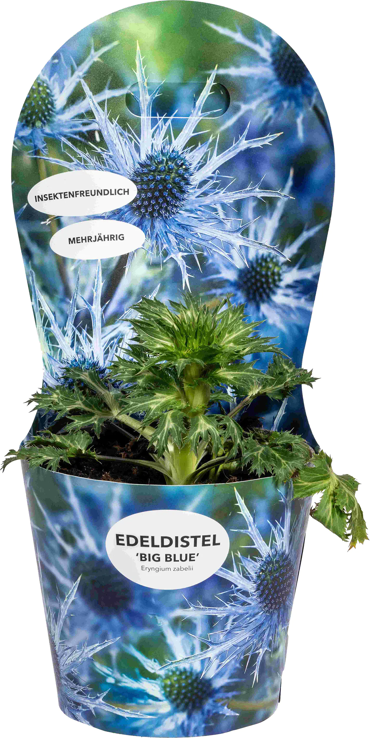 Edeldistel Eryngium zabelii H 40 - 60 cm 19 cm Topf
