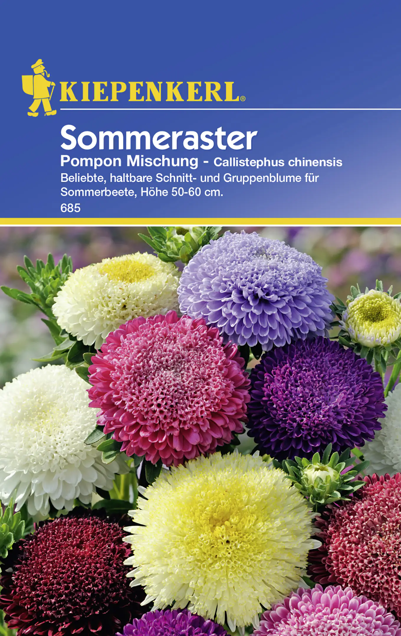 Kiepenkerl Sommeraster Pompon Mischung Callistephus chinensis, Inhalt: ca. 50 Pflanzen