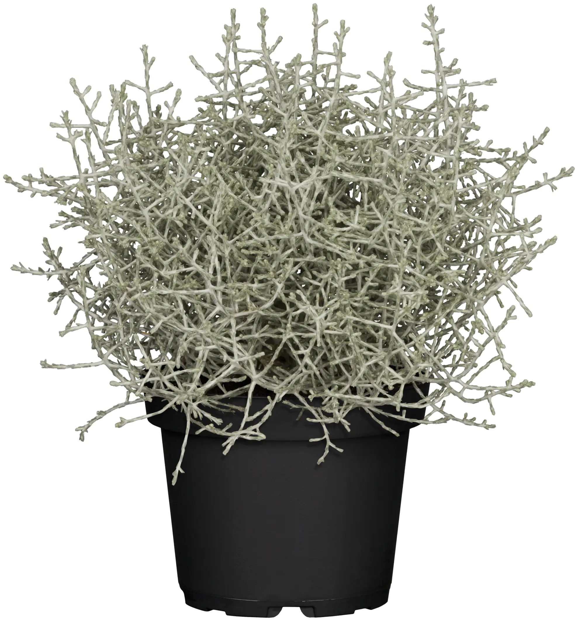 8717432101206 Stacheldrahtpflanze Calocephalus brownii 10,5 cm Topf