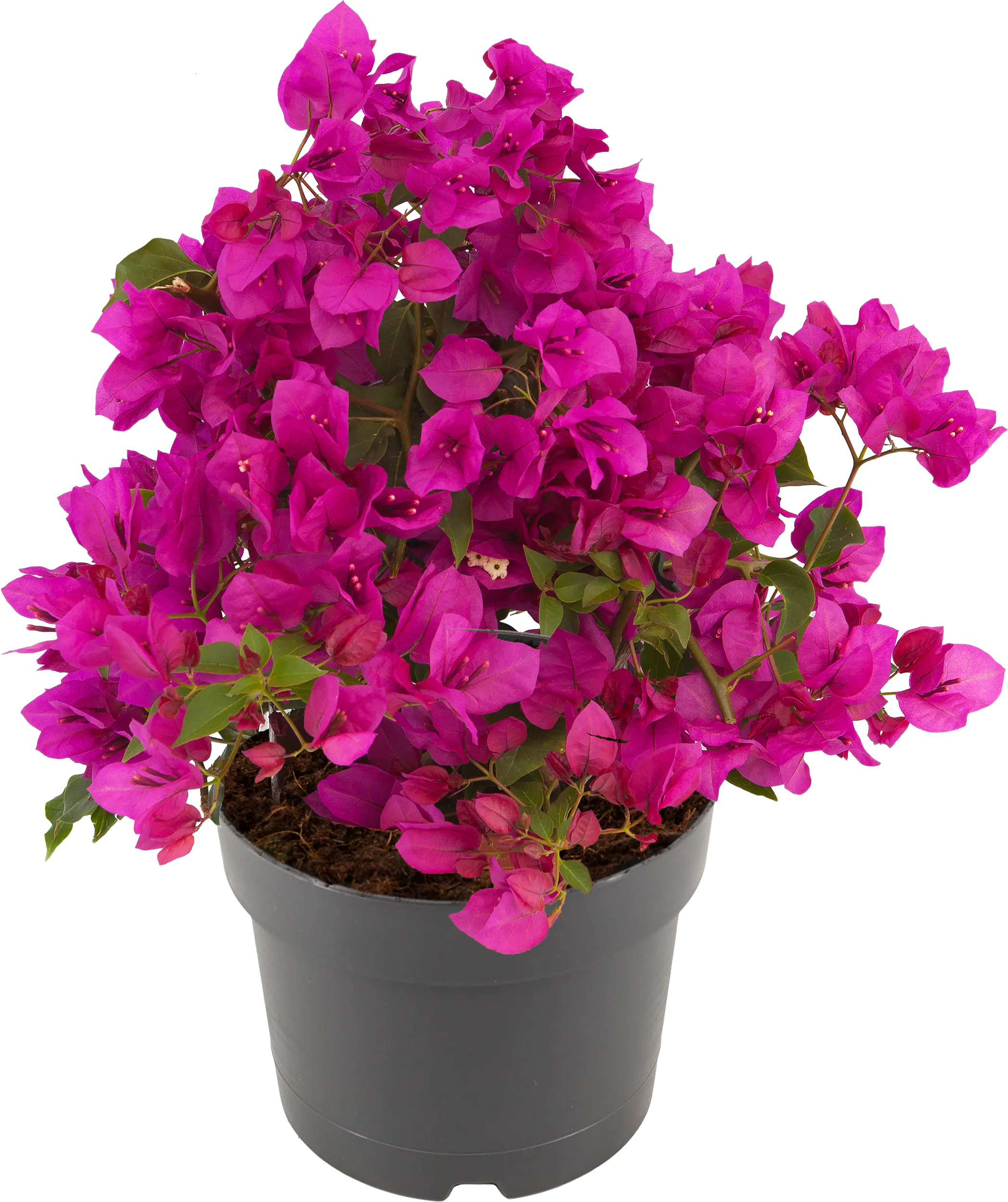 Drillungsblume Bougainvillea Busch H ca 35 cm 20 cm Topf