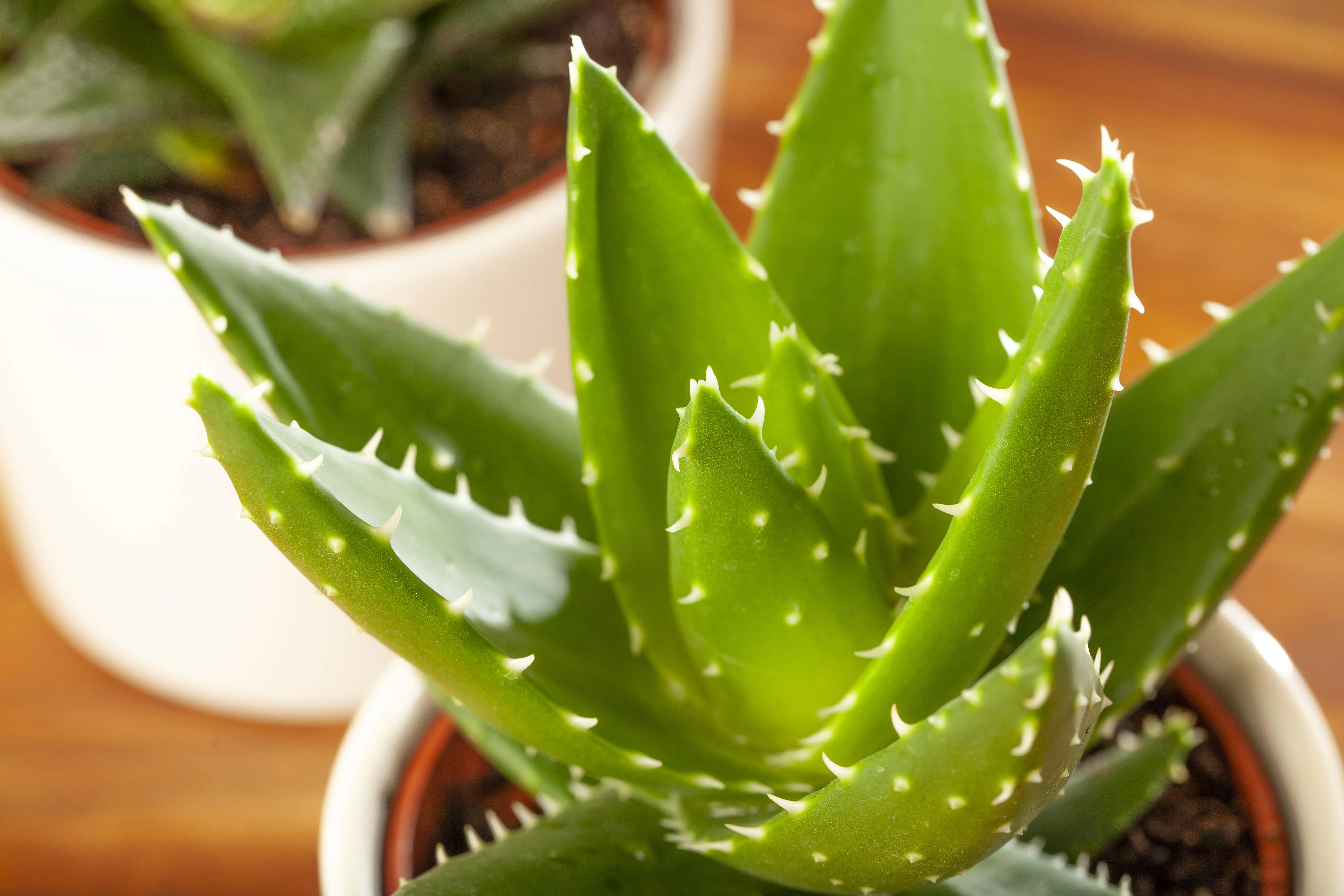 Aloe Mitriformis H ca. 20 cm  12 cm Topf