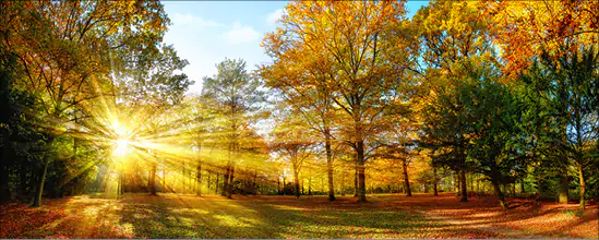 4251050564516 Deco-Glas Bild - Herbstwald 125 x 50 cm