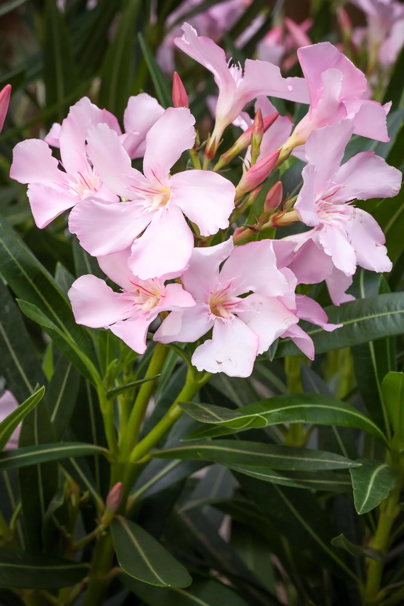 Rosenlorbeer Oleander Busch H 50 - 60 cm 19 cm Topf Rosenlorbeer Oleander Busch H 50 - 60 cm 19 cm Topf