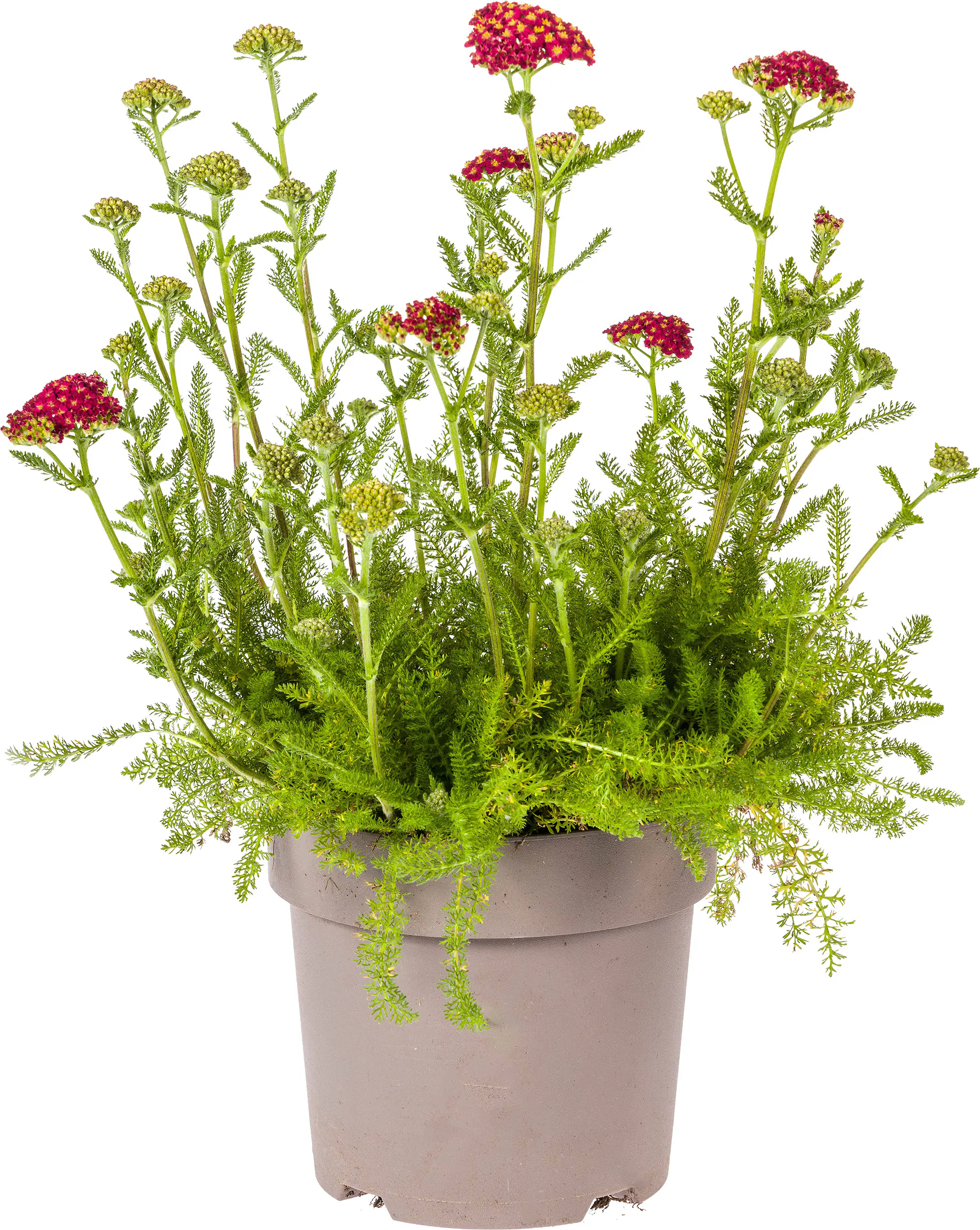 Schafgarbe Achillea millefolium 19 cm Topf
