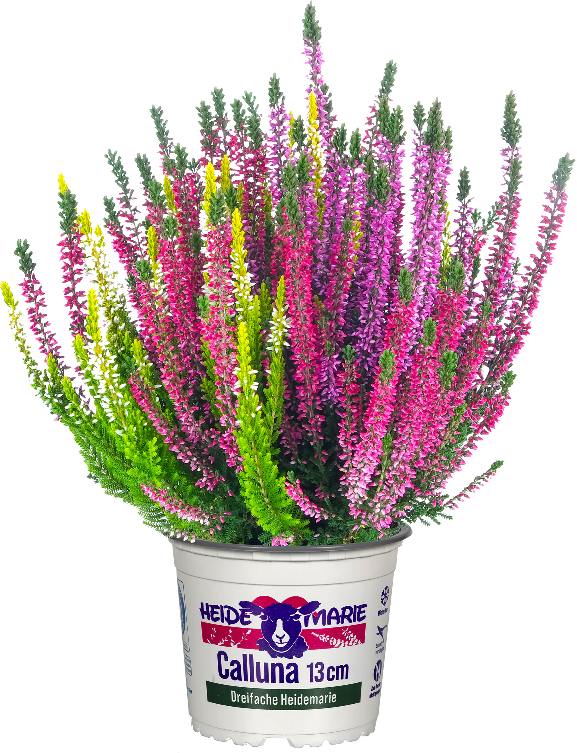 Heidemarie Calluna vulgaris die Dreifache Heidemarie®  H 15 - 25 cm P13 Container
