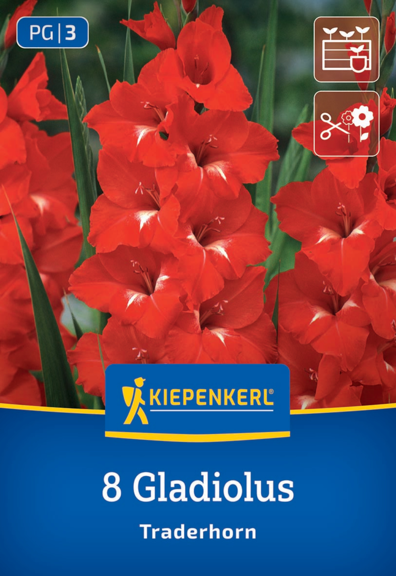 Kiepenkerl Frühjahrsblumenzwiebel Großblumige Gladiole Traderhorn 8 Stück