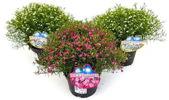 Schleierkraut Gypsophila muralis 13 cm Topf