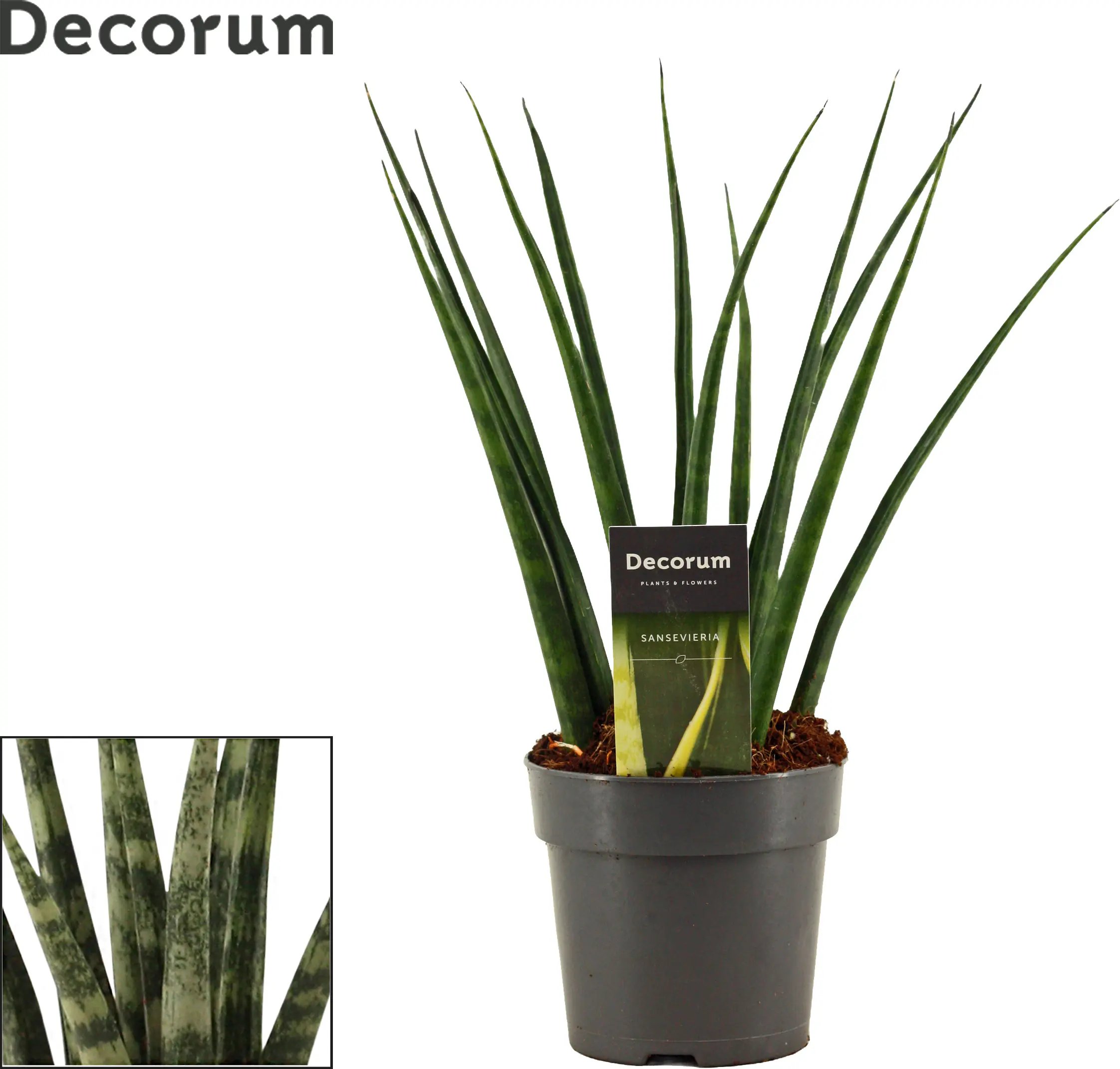 Sondersorten Sansevieria Bogenhanf im 12 cm Topf Sondersorten Sansevieria Bogenhanf im 12 cm Topf
