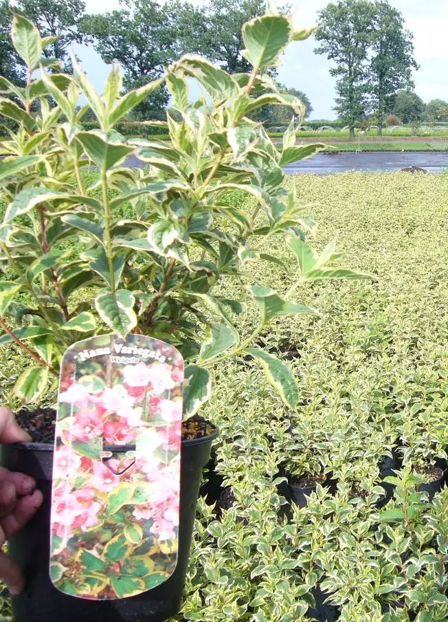 Buntblättrige Weigelie 3 l Container Buntblättrige Weigelie 3 l Container