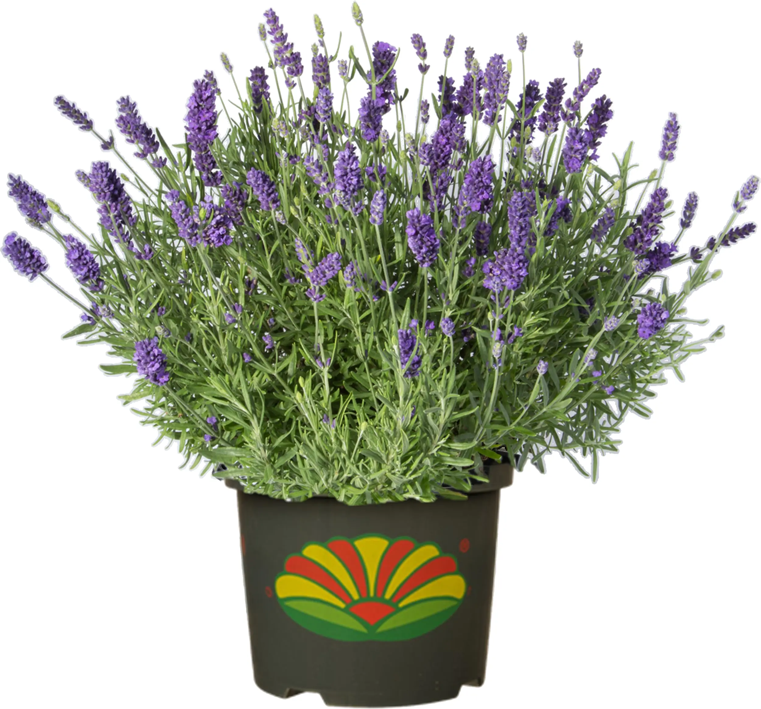 Freilandlavendel Munstead Auslese Lavandula, 5 l Container Freilandlavendel Munstead Auslese Lavandula, 5 l Container