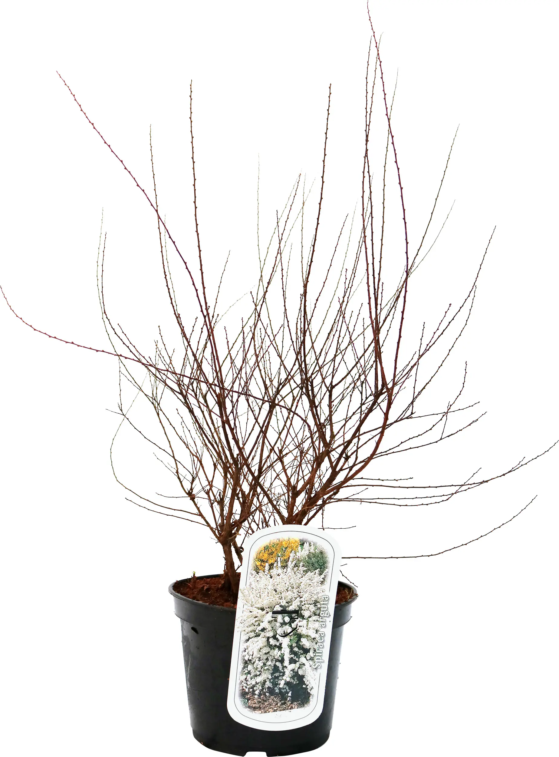 Frühjahrs-Blühsträuchermix im 19 cm Topf