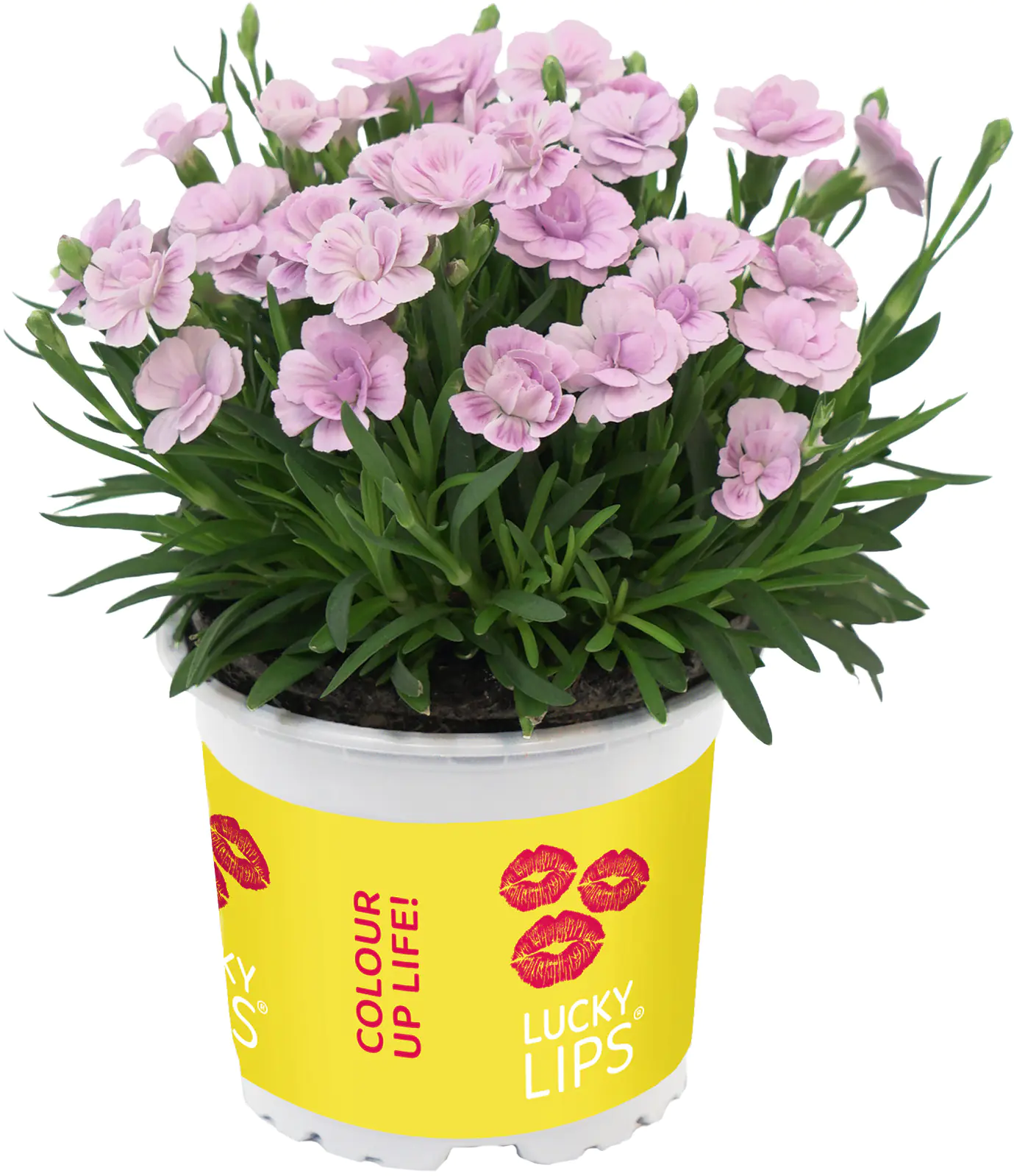 Dianthus Lucky Lips Nelke 17cm
