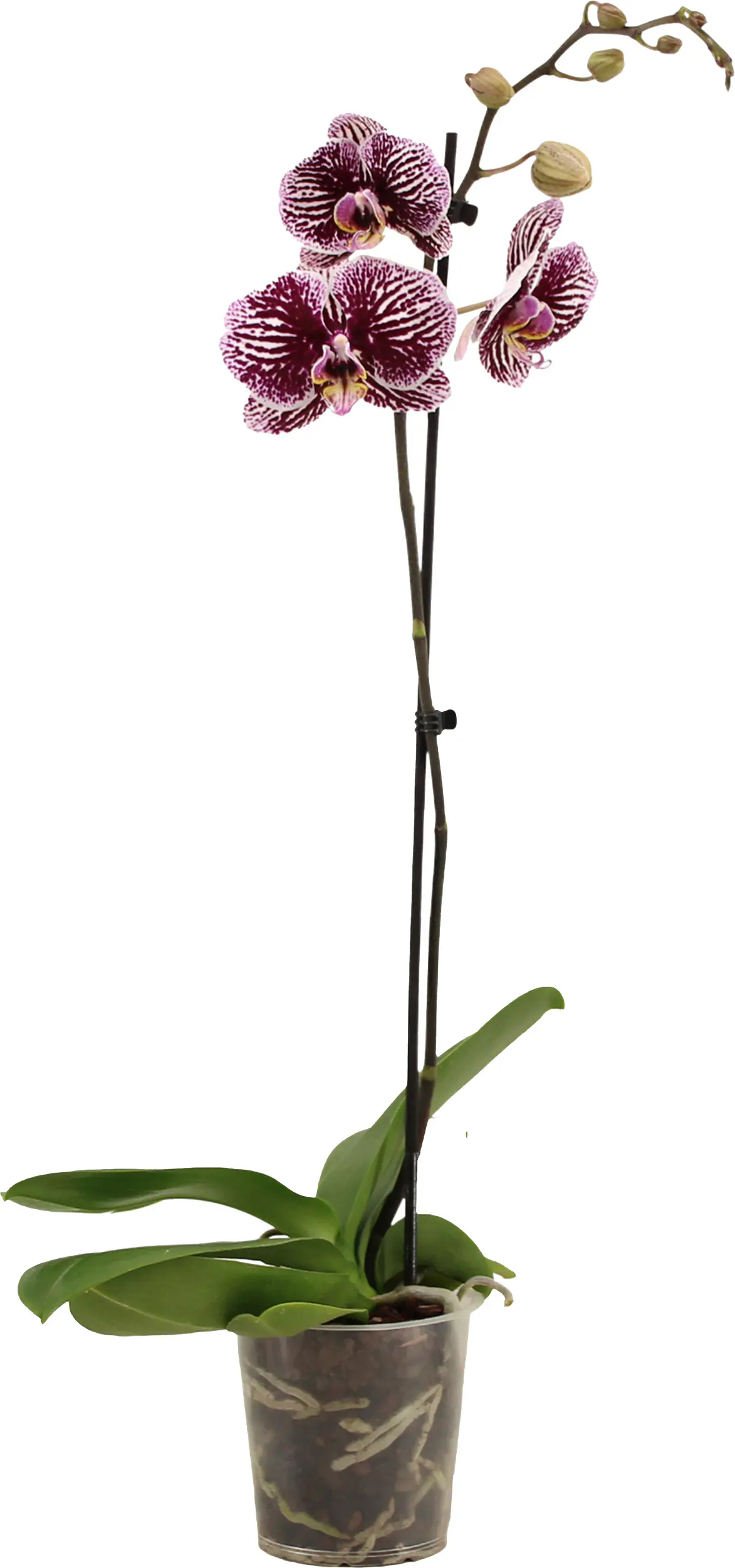 Orchidee Phalaenopsis 12 cm Topf Orchidee Phalaenopsis 12 cm Topf