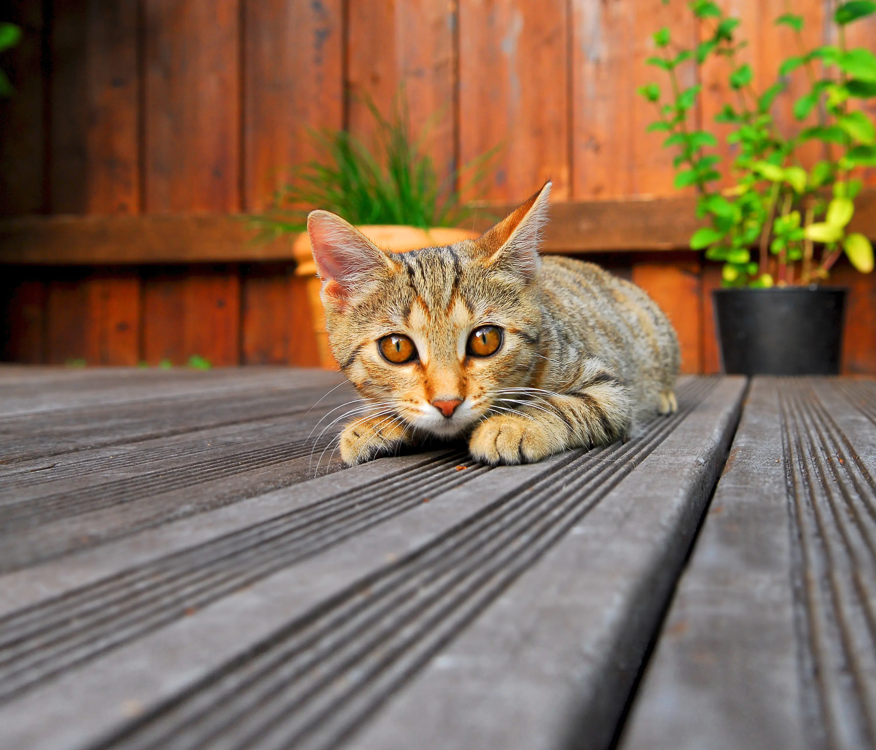 Rettenmeier Terrassendiele KDI grau 250 x 14,5 x 2,8 cm Rettenmeier Terrassendiele KDI grau 250 x 14,5 x 2,8 cm