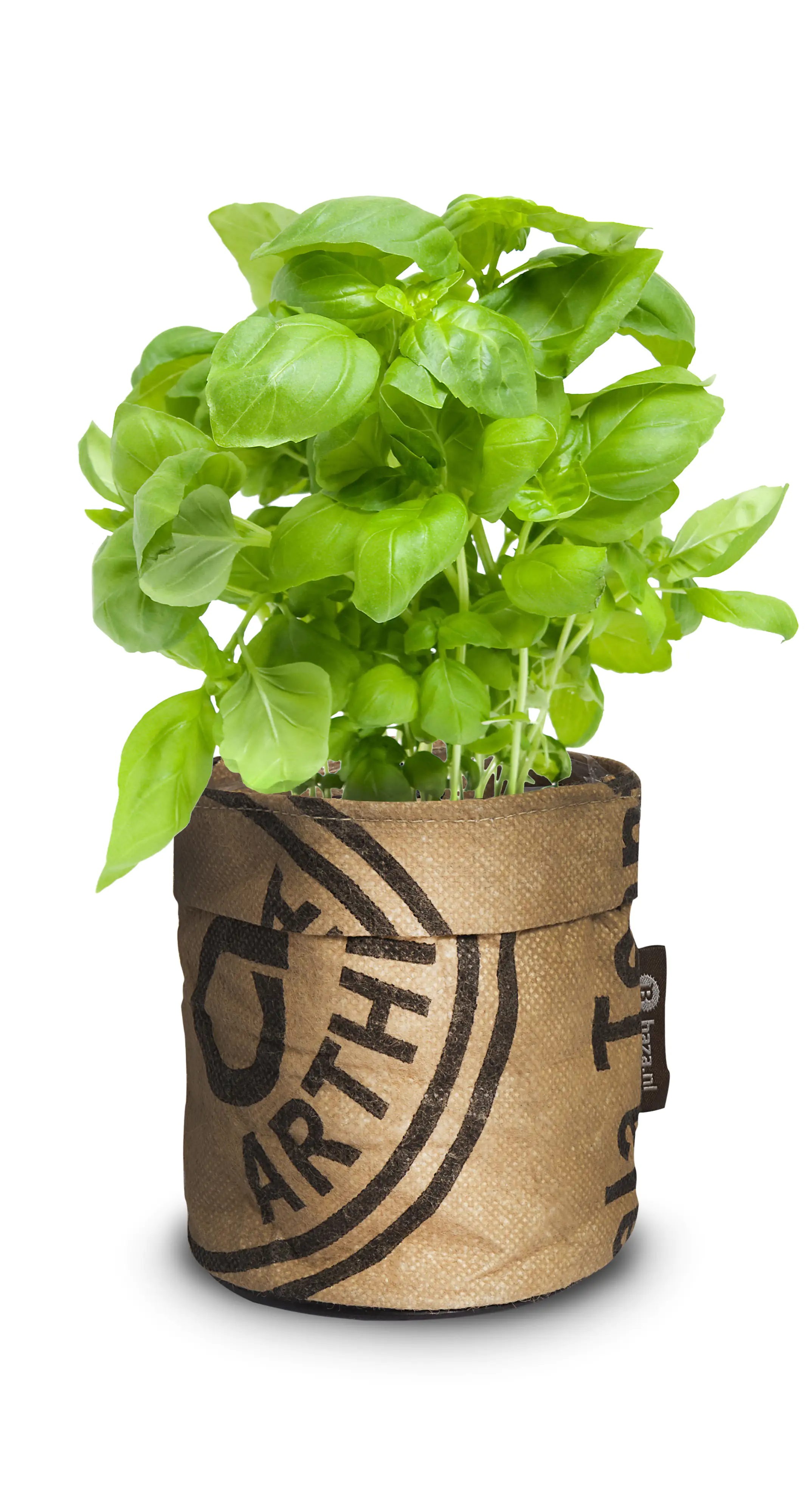 Baza Seeds Kitchengarden Bio Basilikum Genovese Baza Seeds Kitchengarden Bio Basilikum Genovese