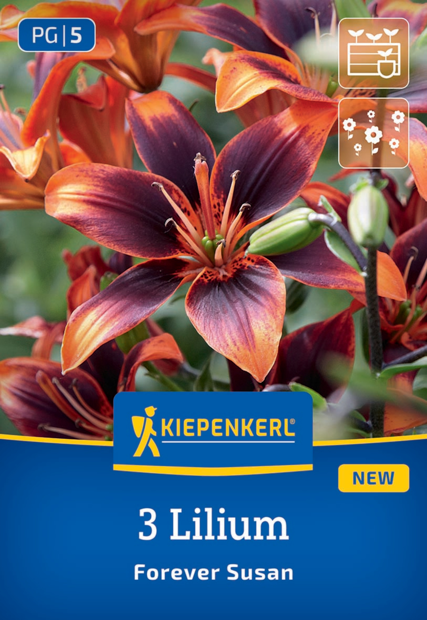 Kiepenkerl Frühjahrsblumenzwiebel Asiatische Lilie Forever Susan 3 Stück
