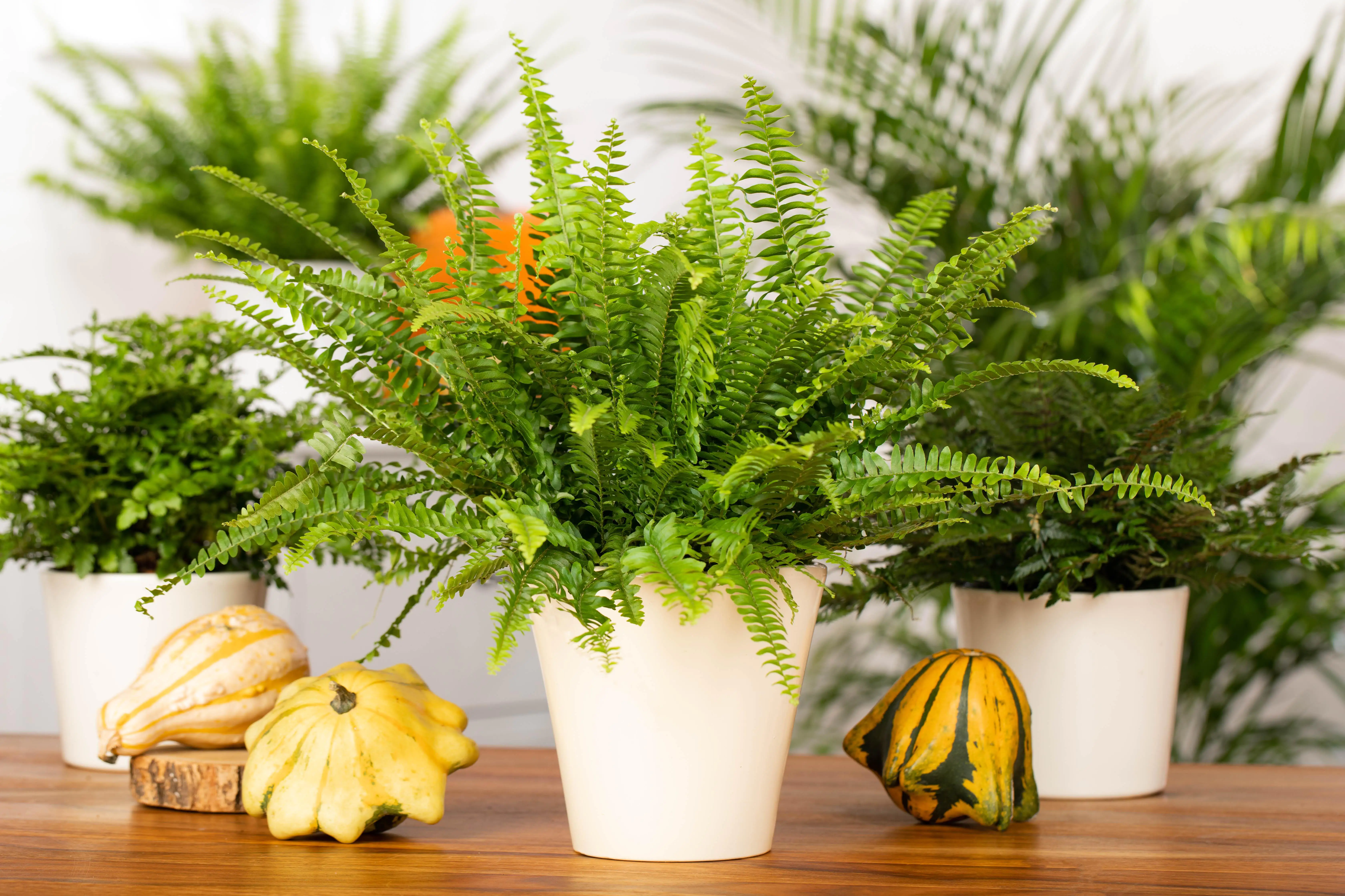 8717432103217_1 Schwertfarn Nephrolepis exaltata Green Lady H ca. 60 cm 17 cm Topf