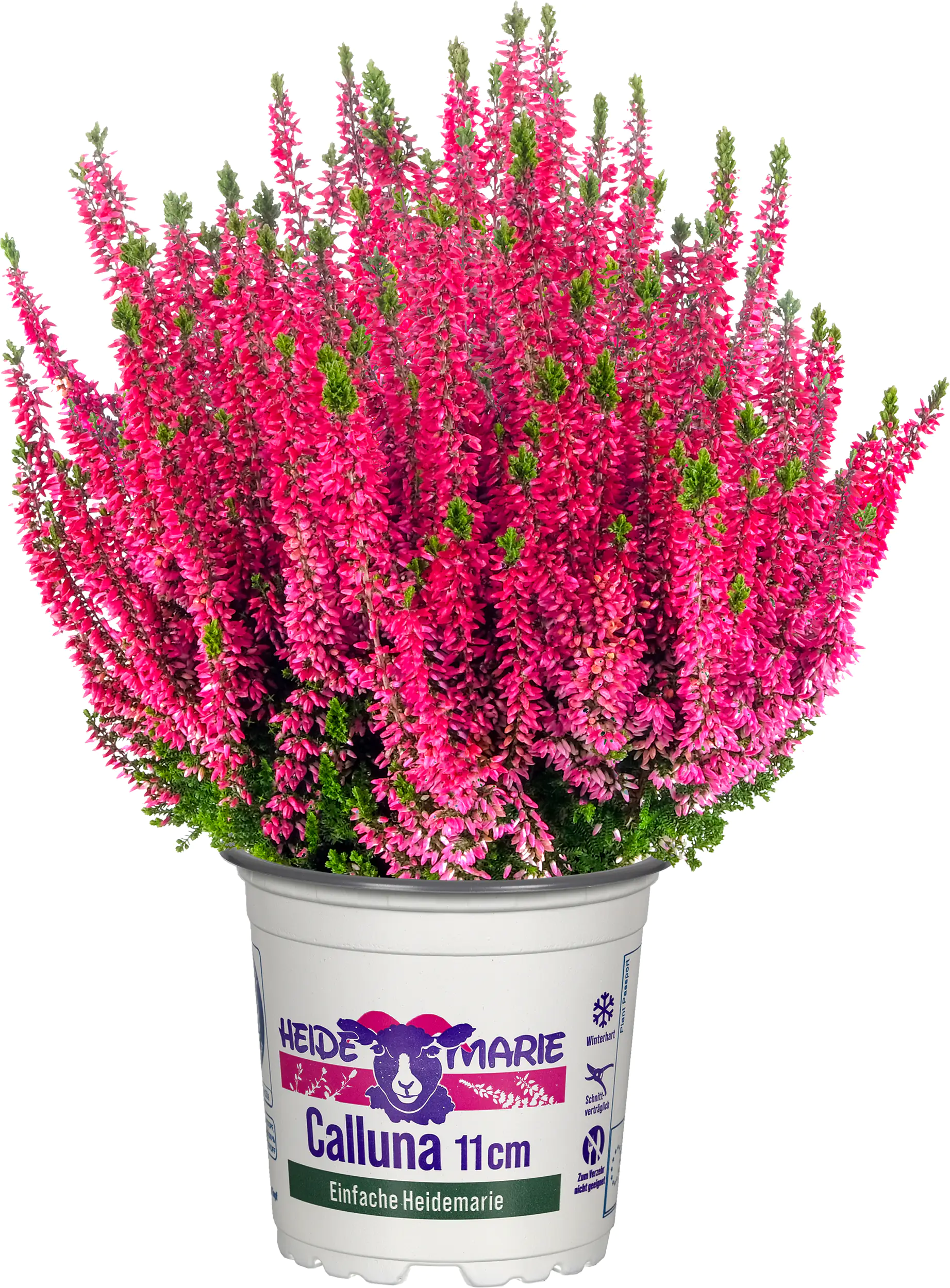 Heidemarie Calluna vulgaris die Einfache Heidemarie® H 12 - 15 cm P11 Container