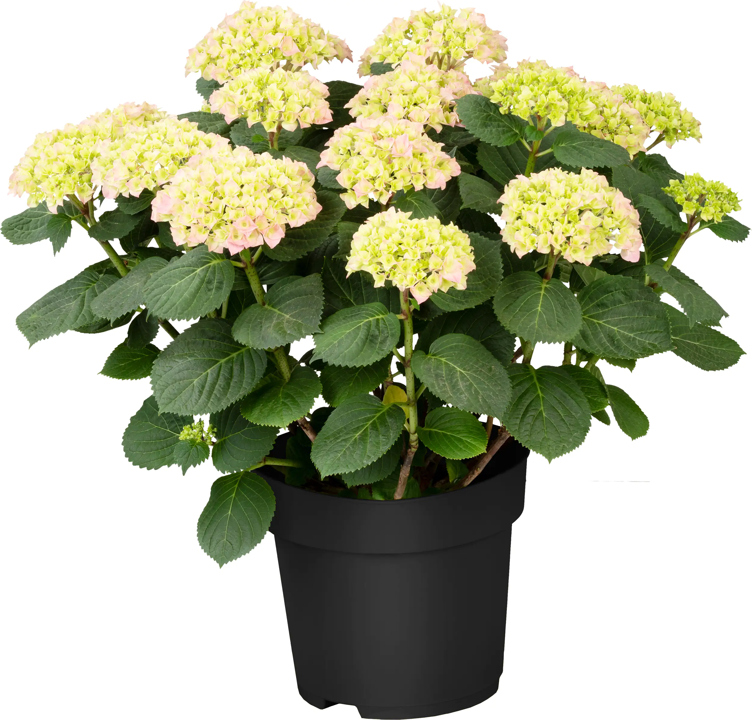 Hortensien Hydrangea Ø 45 - 50 cm 21 cm Topf