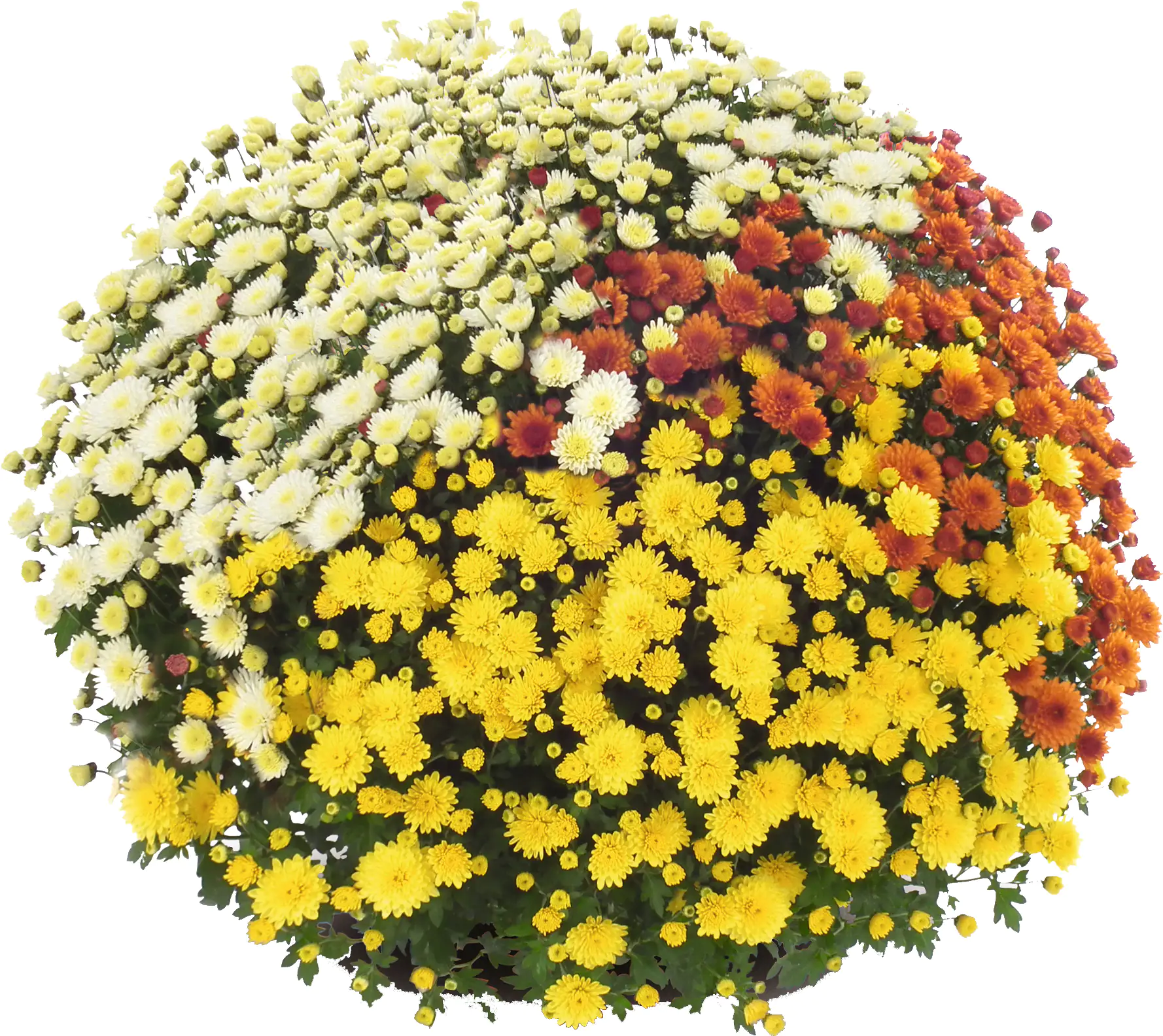 8717432564582_02 Chrysanthemen Busch Ø 45 cm 19 cm Topf