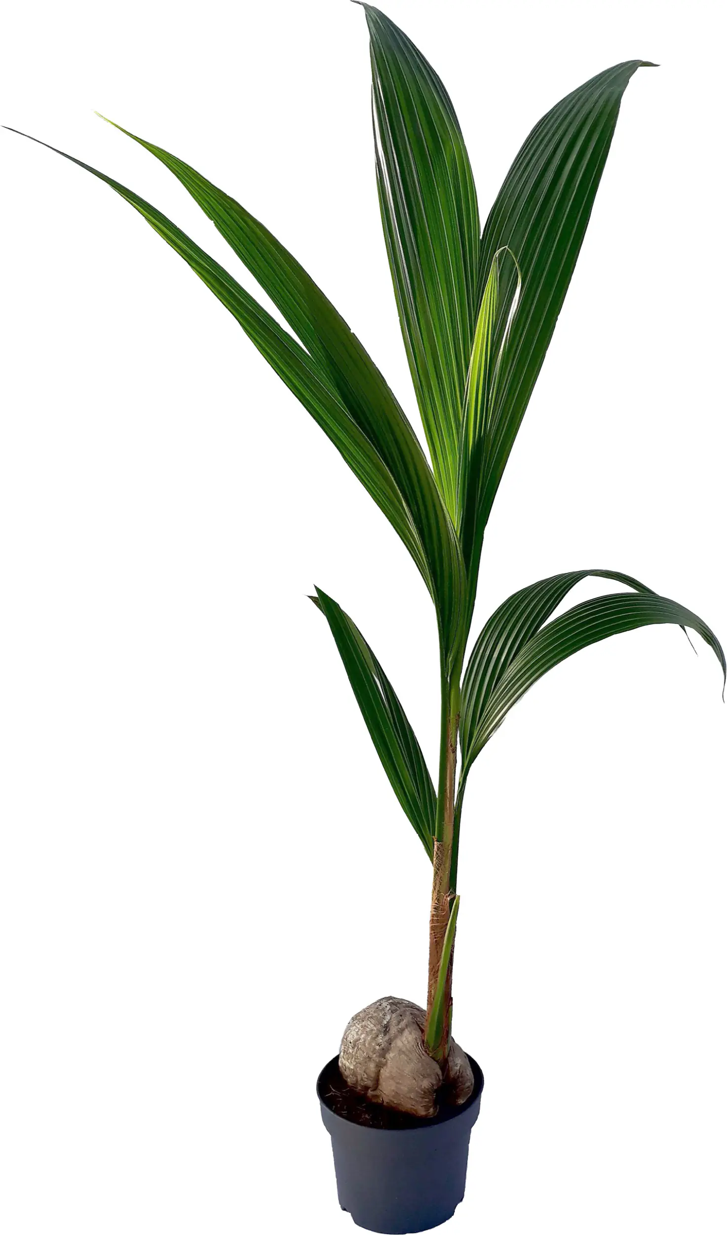 Kokosnusspalme Cocos Nucifera H 120-130 cm, 19 cm Topf