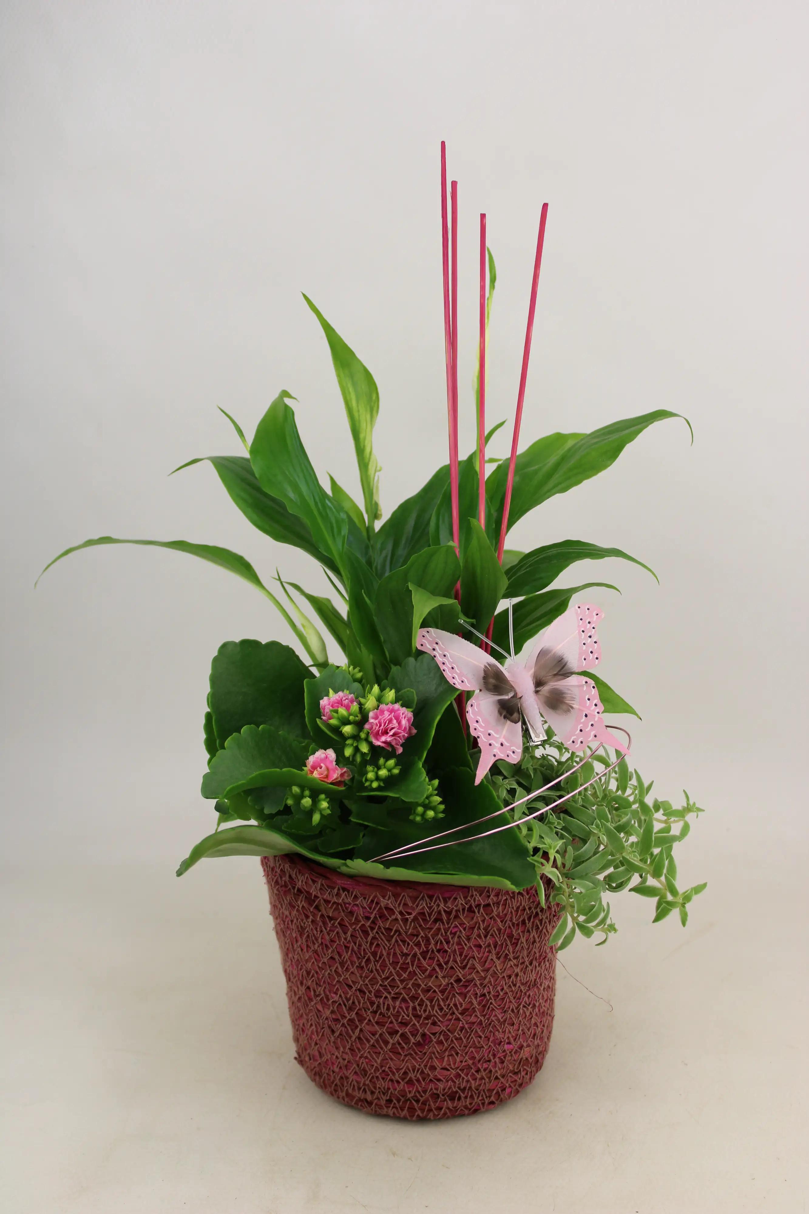 Frühlings Arrangement im 13 cm Topf