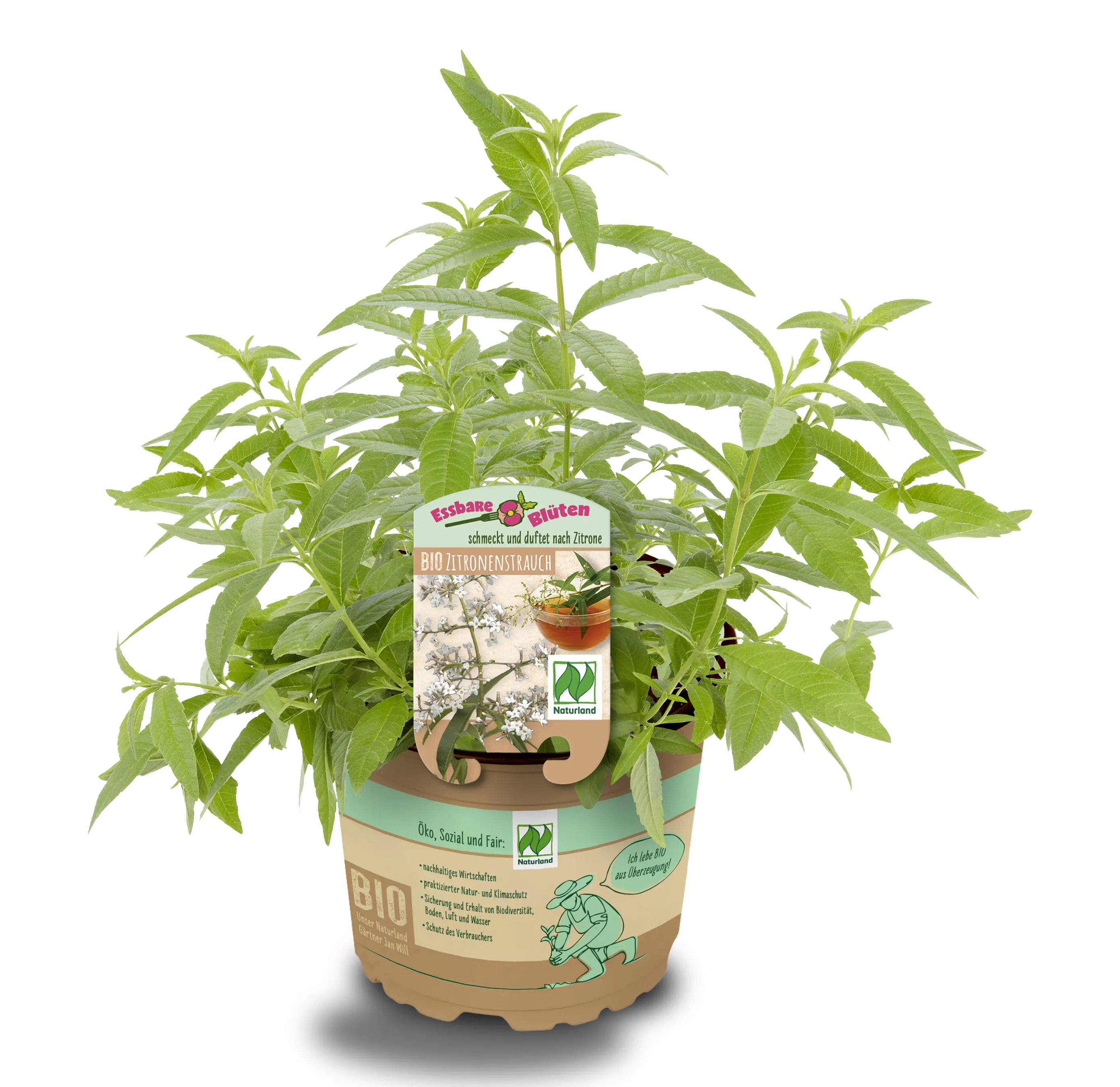 Zitronenstrauch Aloysia citrodora 13 cm Topf
