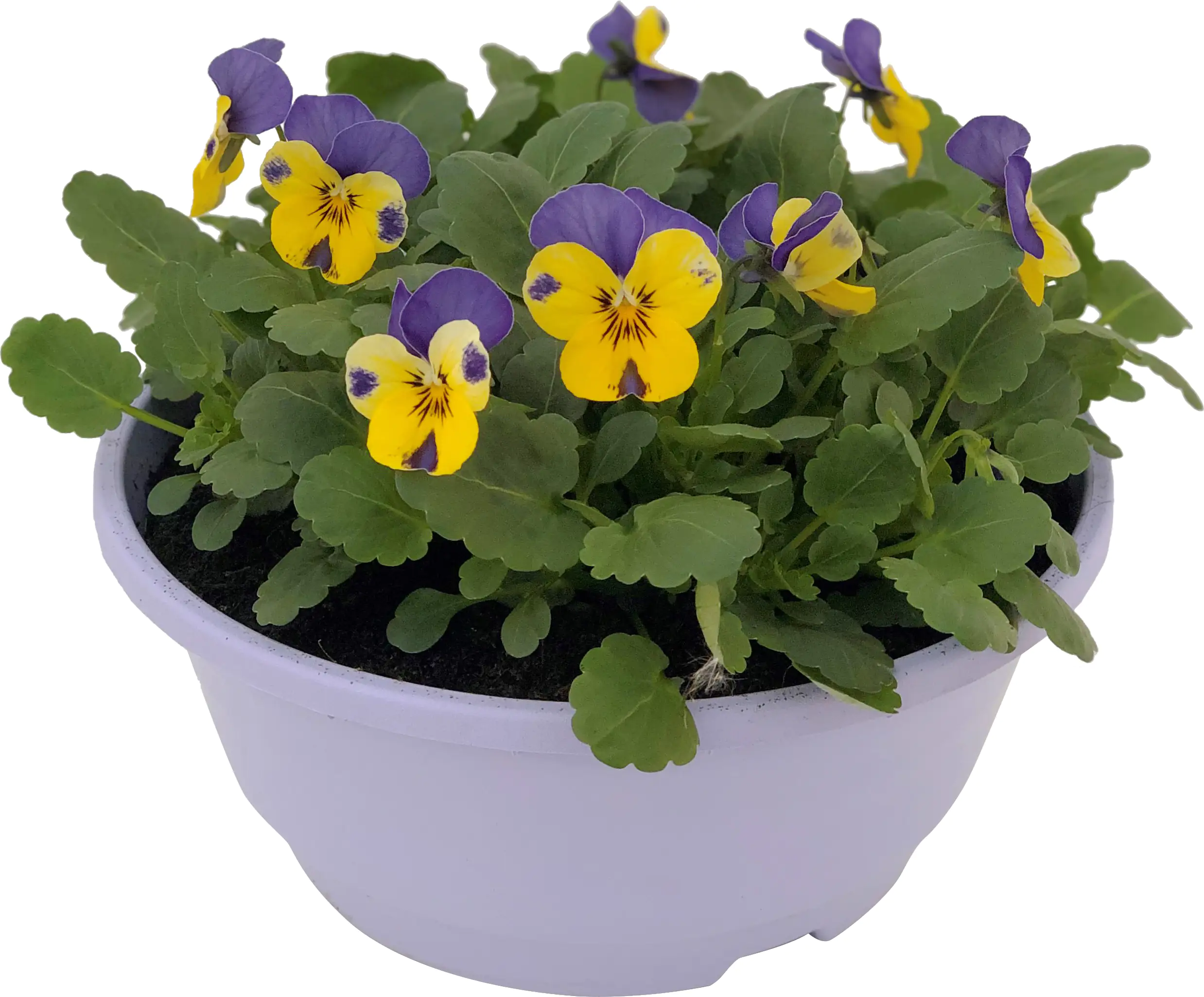 8717929301393 Hornveilchen Viola Cornuta H ca. 25 cm, 21 cm Schale