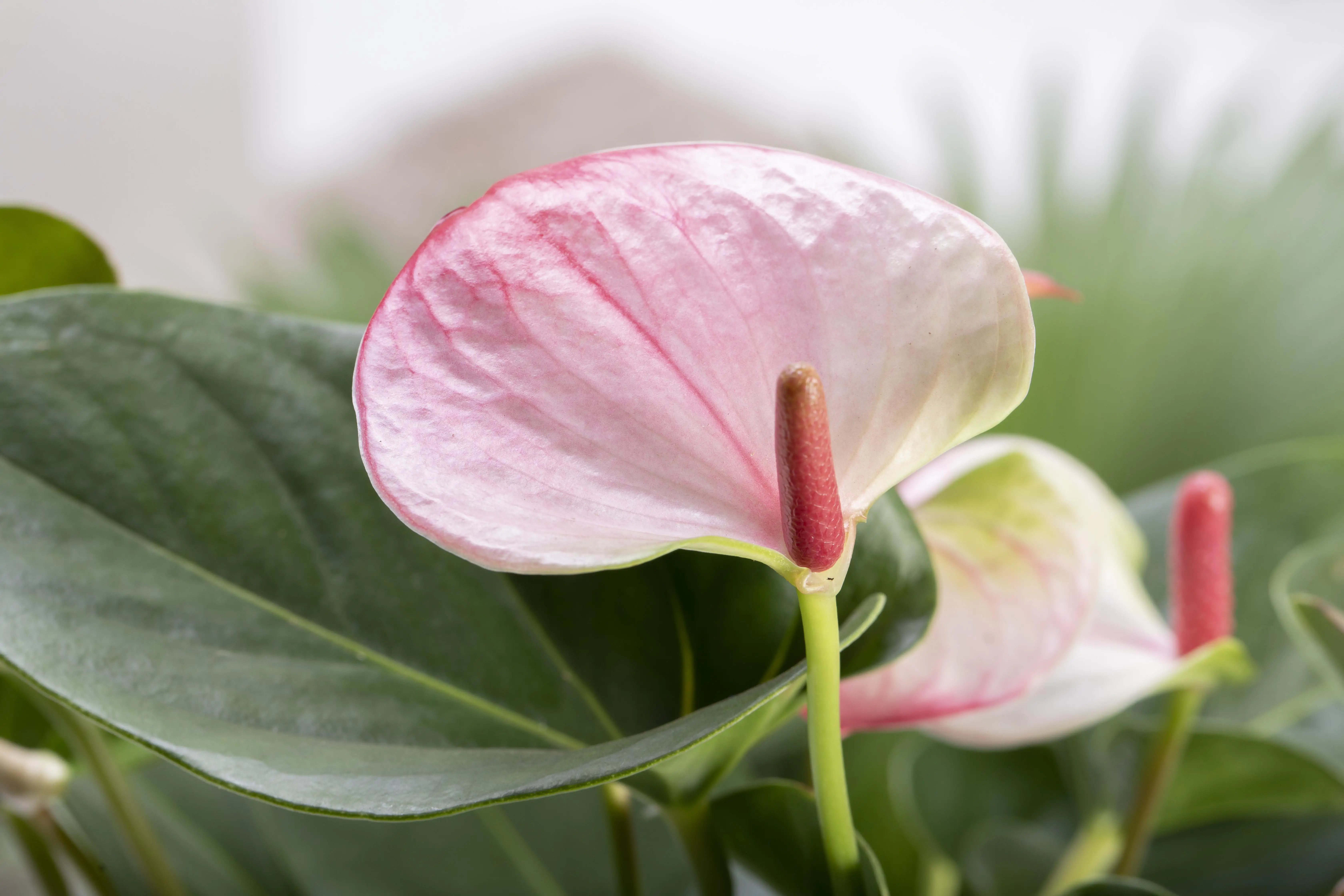 Anthurium Flamingoblume rosa 40-60 cm 14 cm Topf