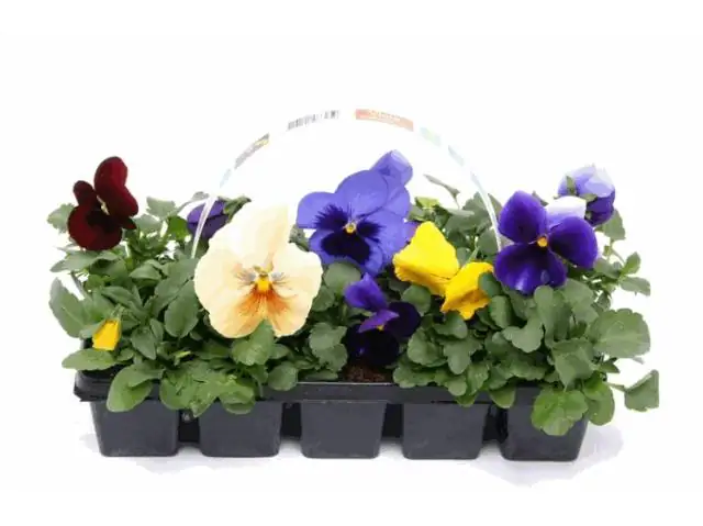 Stiefmütterchen Viola H ca. 10 cm, 10er Pack