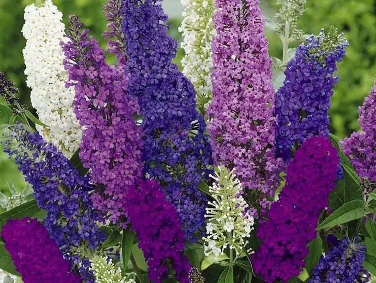 4029395050038 Sommerflieder 3 l Container