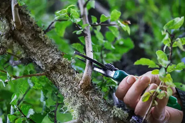 Der richtige Baumschnitt