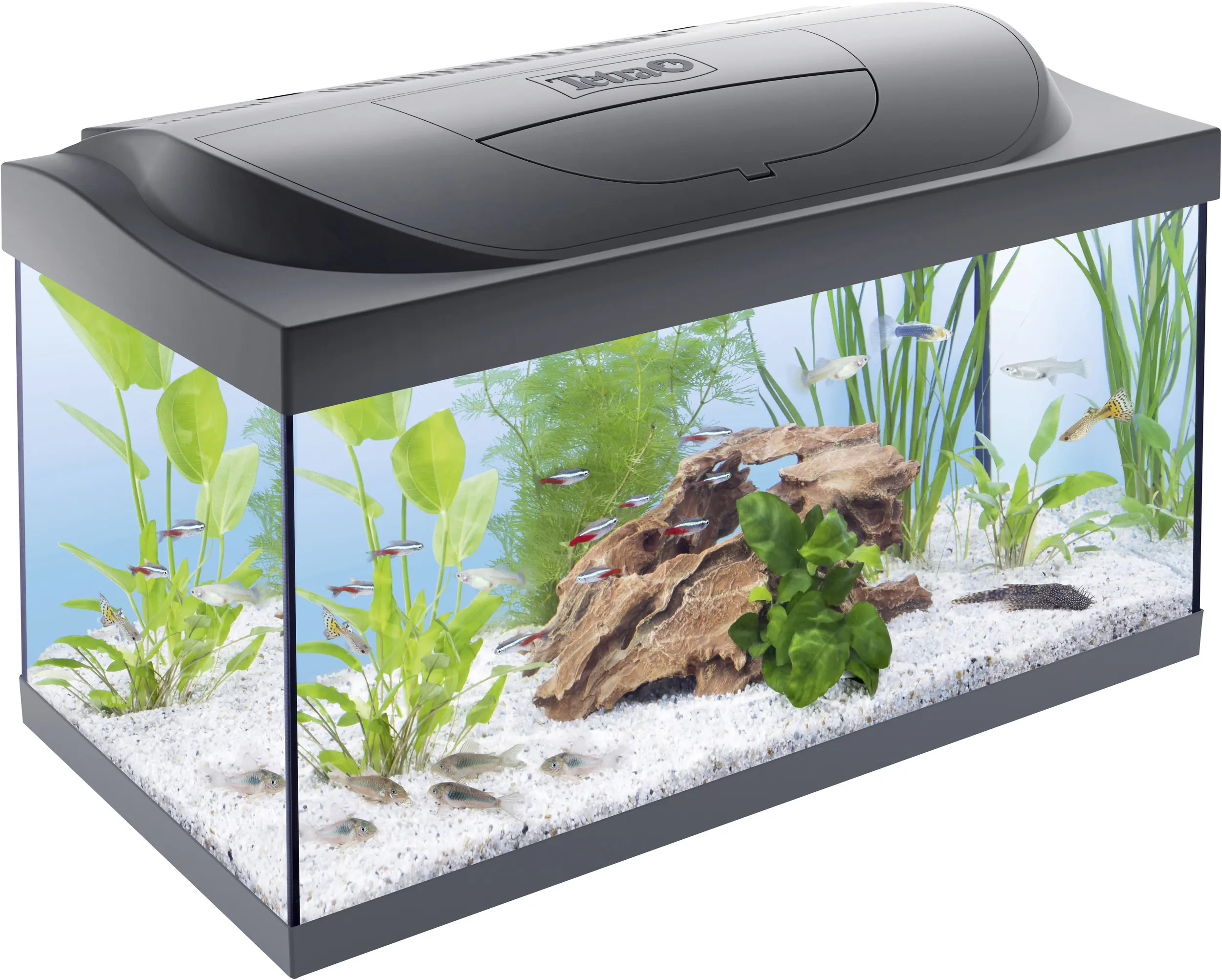 Tetra Starter Line Aquarium Set mit LED Tetra Starter Line Aquarium Set mit LED