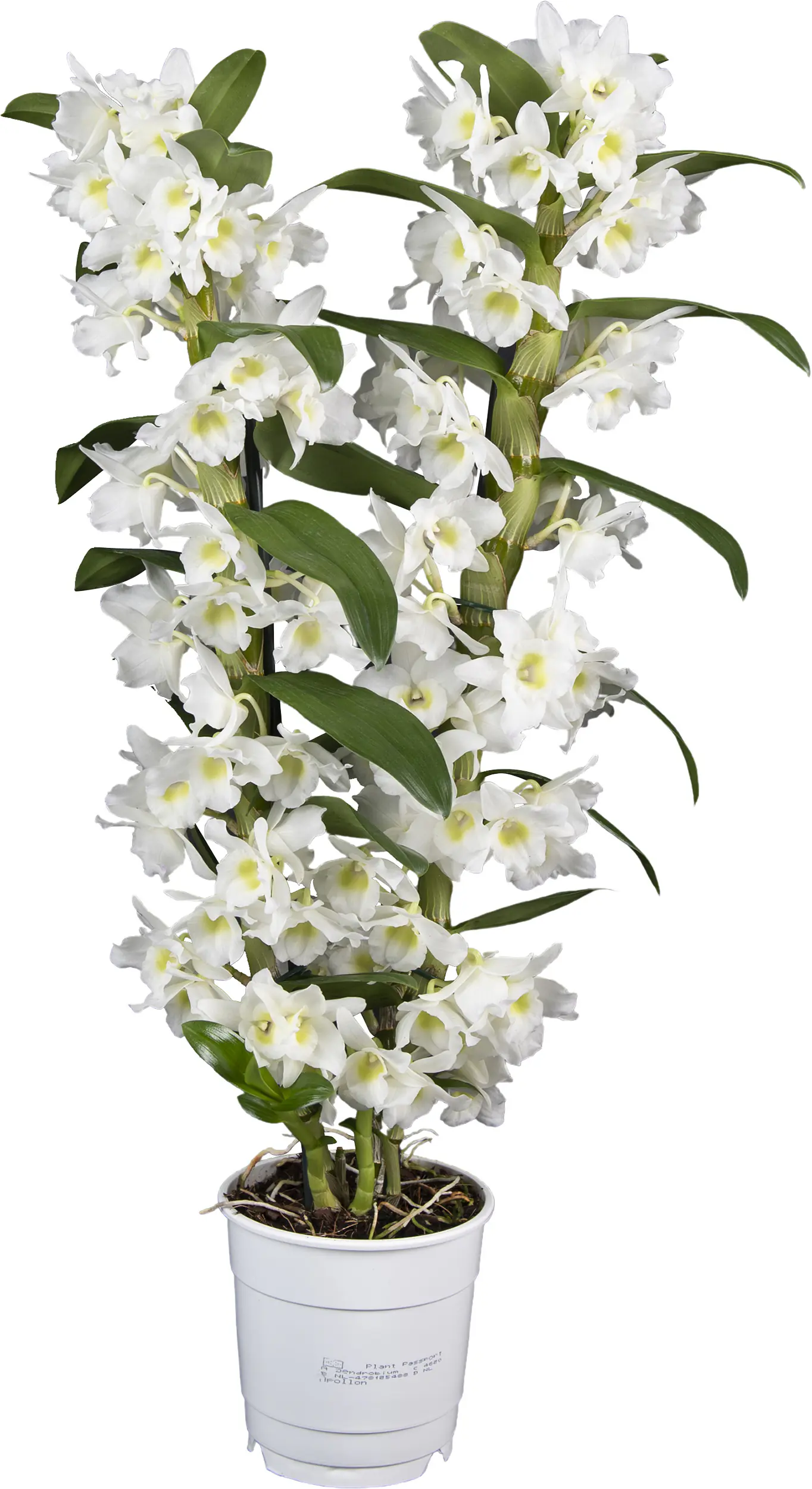 Dendrobium Orchidee 2 Trieber 12 cm Topf