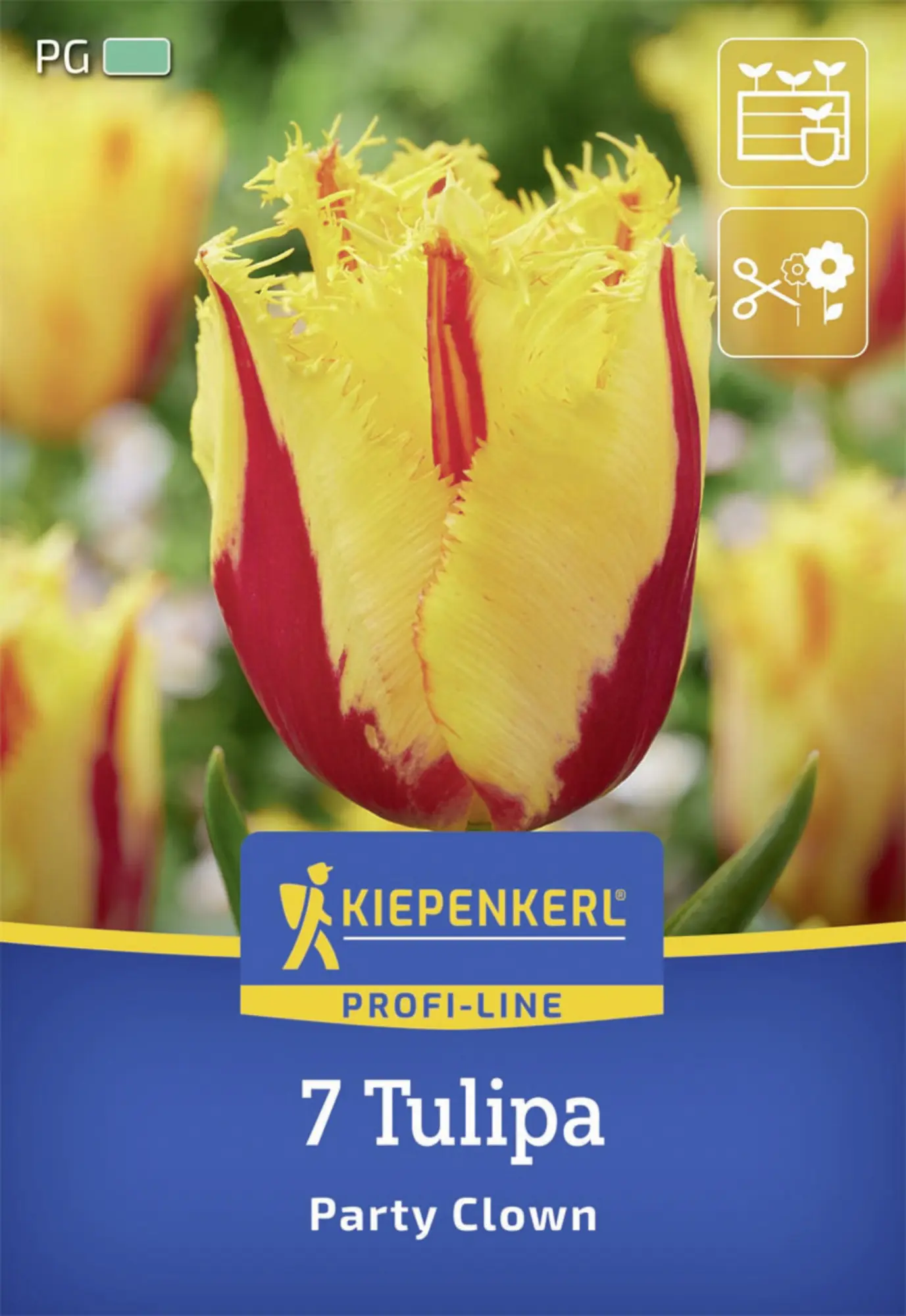 Kiepenkerl Herbstblumenzwiebel Profi-Line Tulpe Party Clown 7 Stück